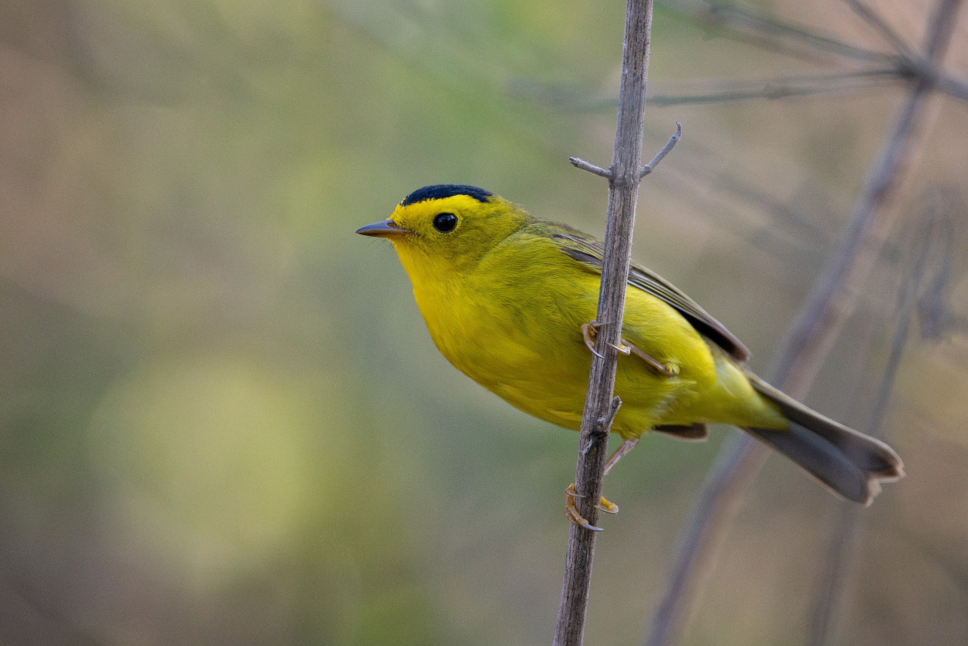 Wilson's Warbler breeding male close up at magee marsh wildlife area in ohio during big week 2024