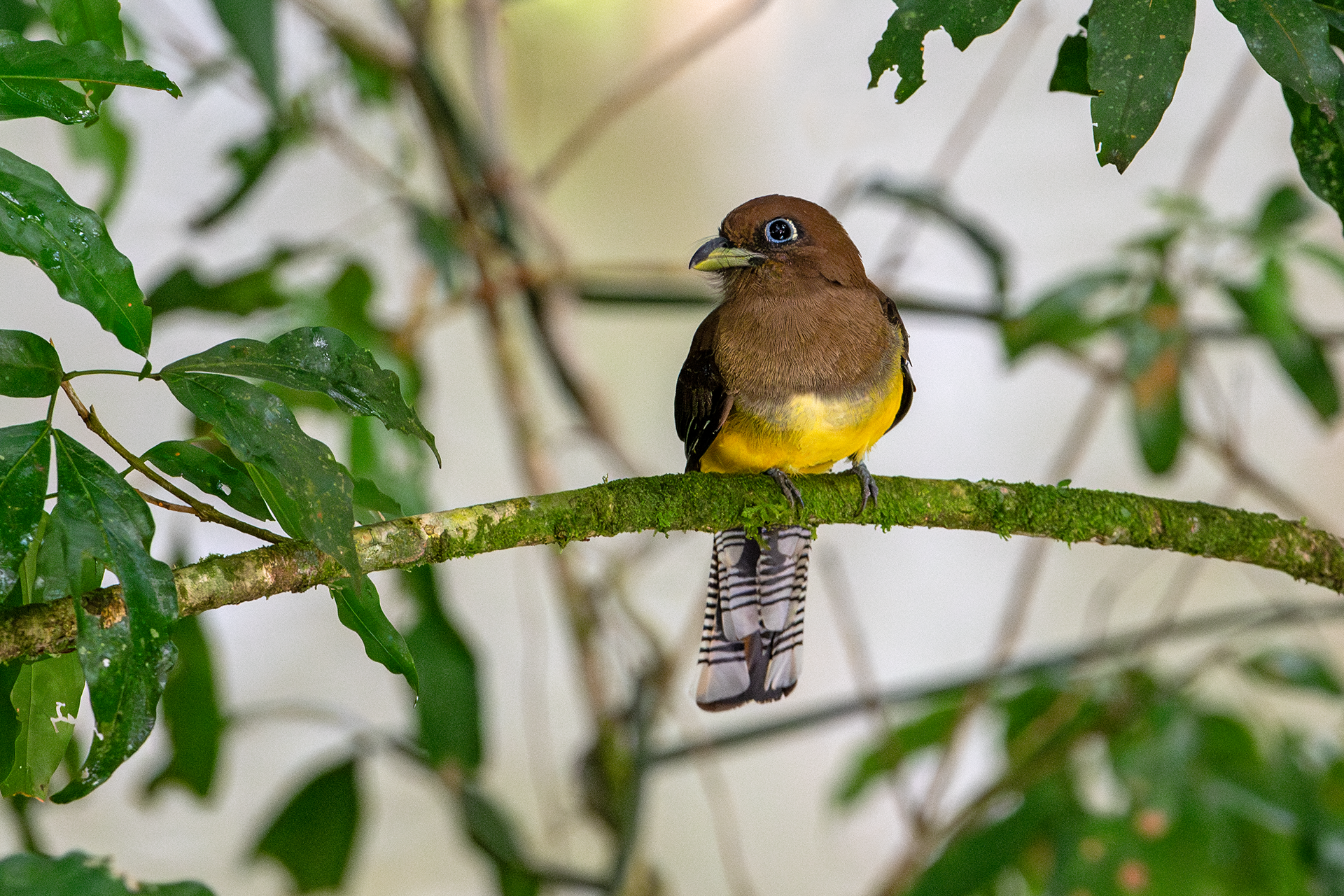 Black-throated Trogon female at La Selva Biological Station in Sarapiqui, Costa Rica