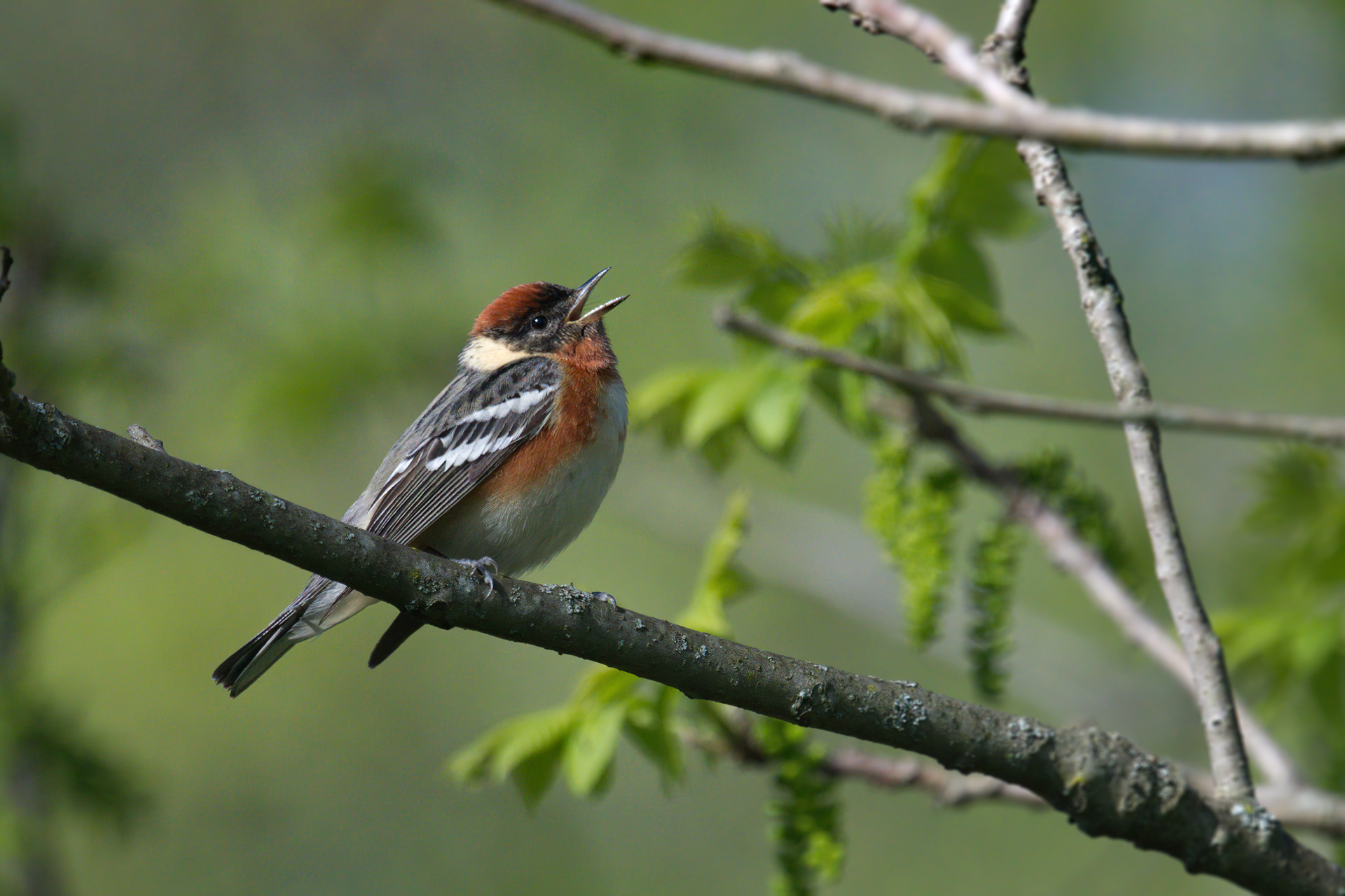 Bay-breasted Warbler male singing