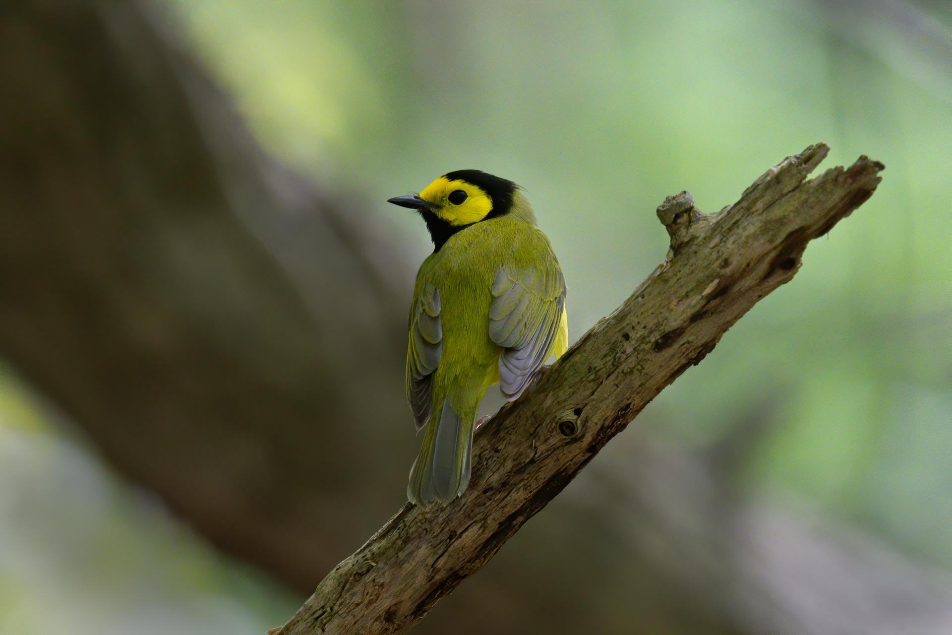 Hooded Warbler breeding male up close at Sterling Nature Center in Sterling, NY