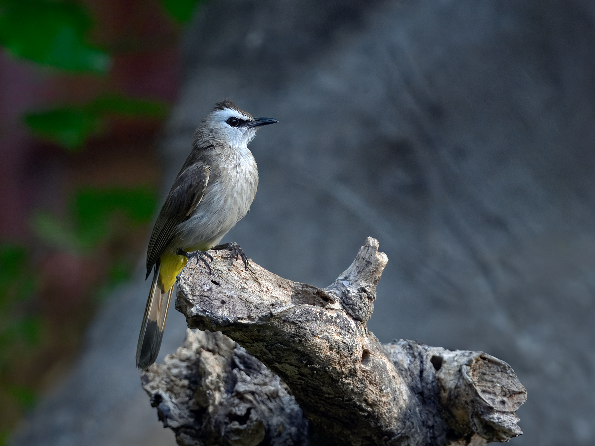 Yellow-vented bulbul at Anantara Eco Resort in Hua Hin, Thailand