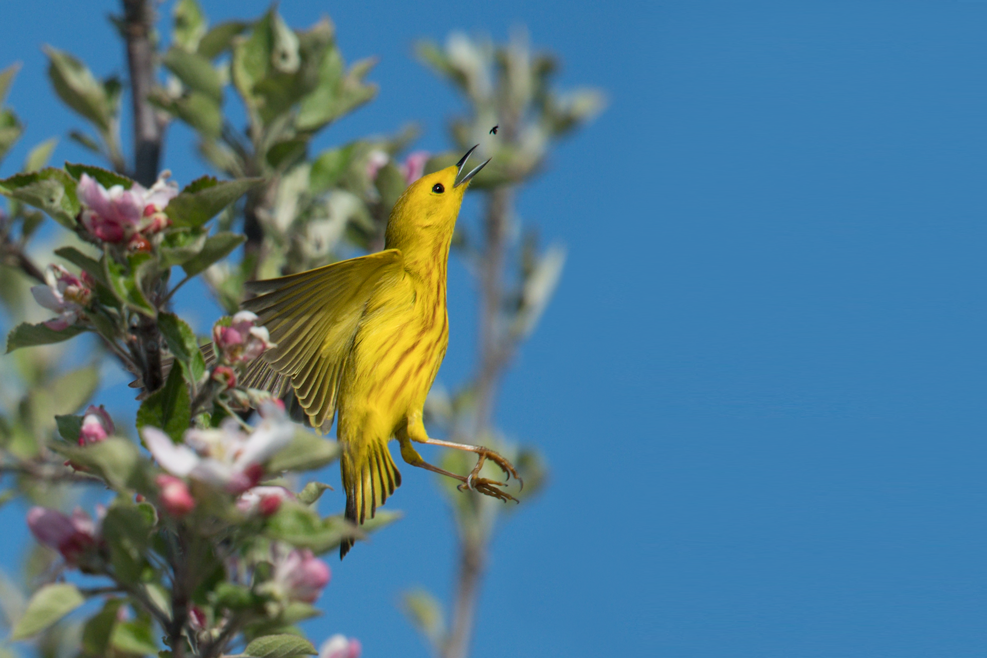 Yellow Warbler breeding male flies up to catch bug in blooming apple tree