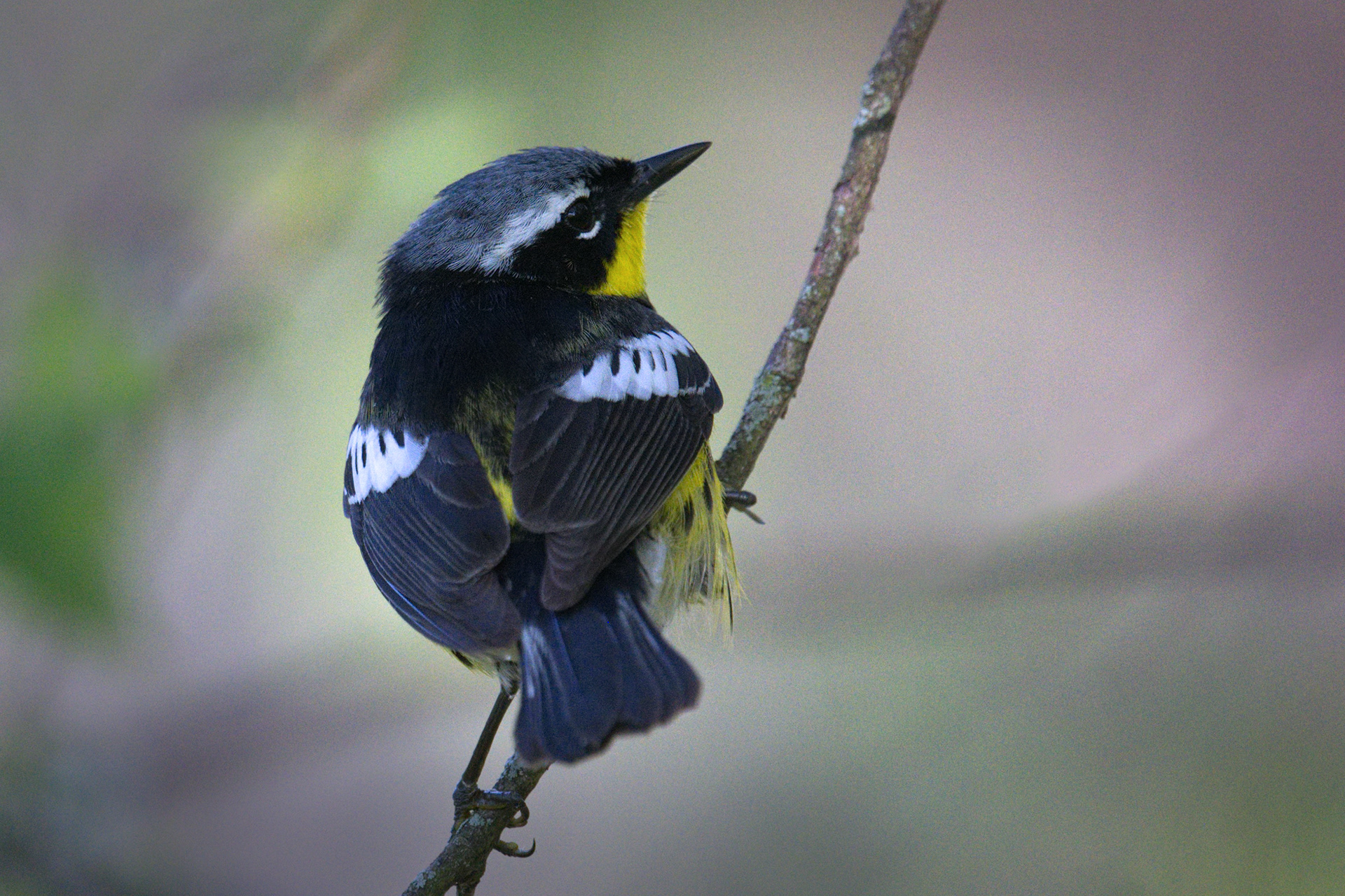 Magnolia Warbler breeding male close up at Magee Marsh wildlife area in Ohio