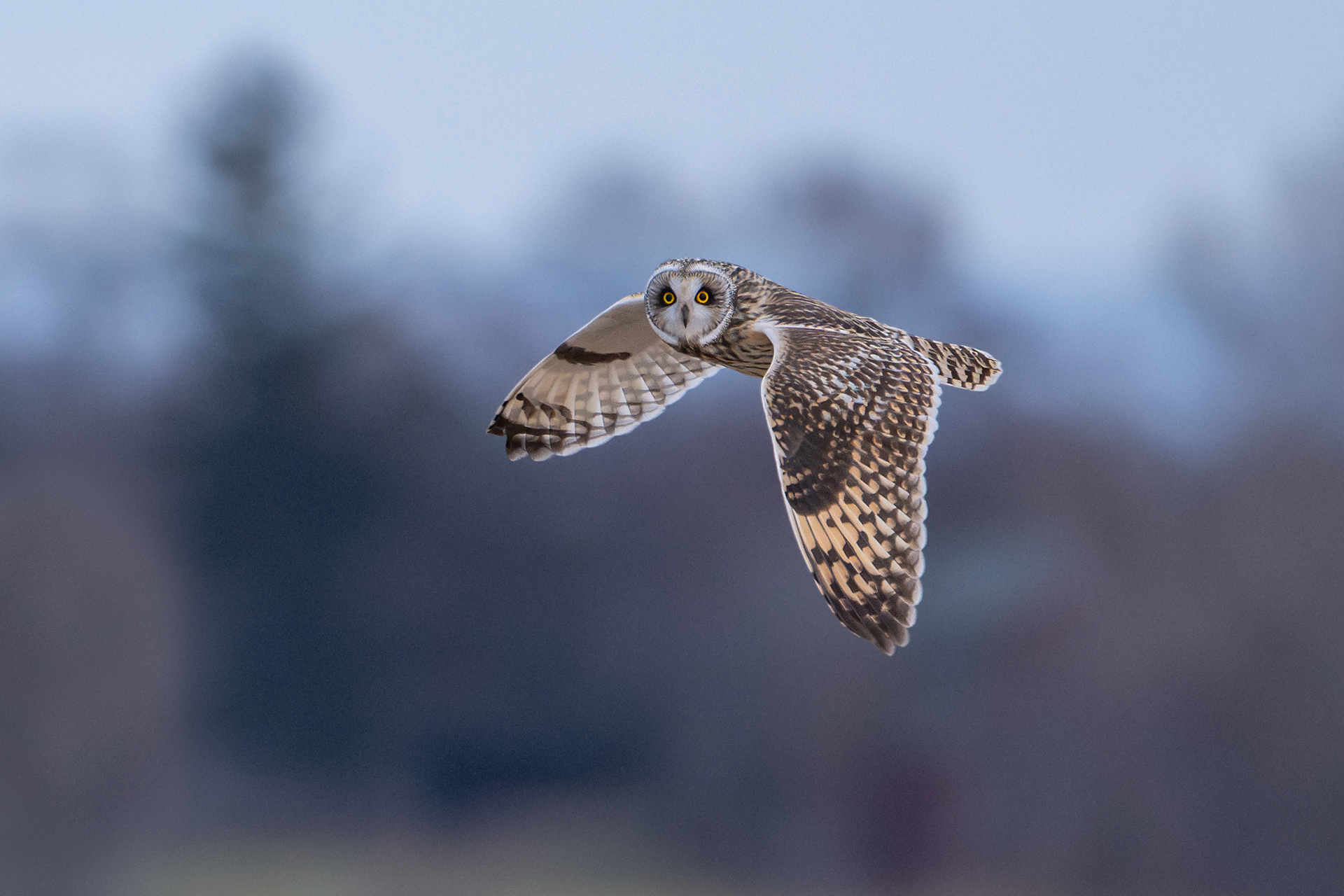 Short-eared Owl flies by looking towards camera in Geneva, NY