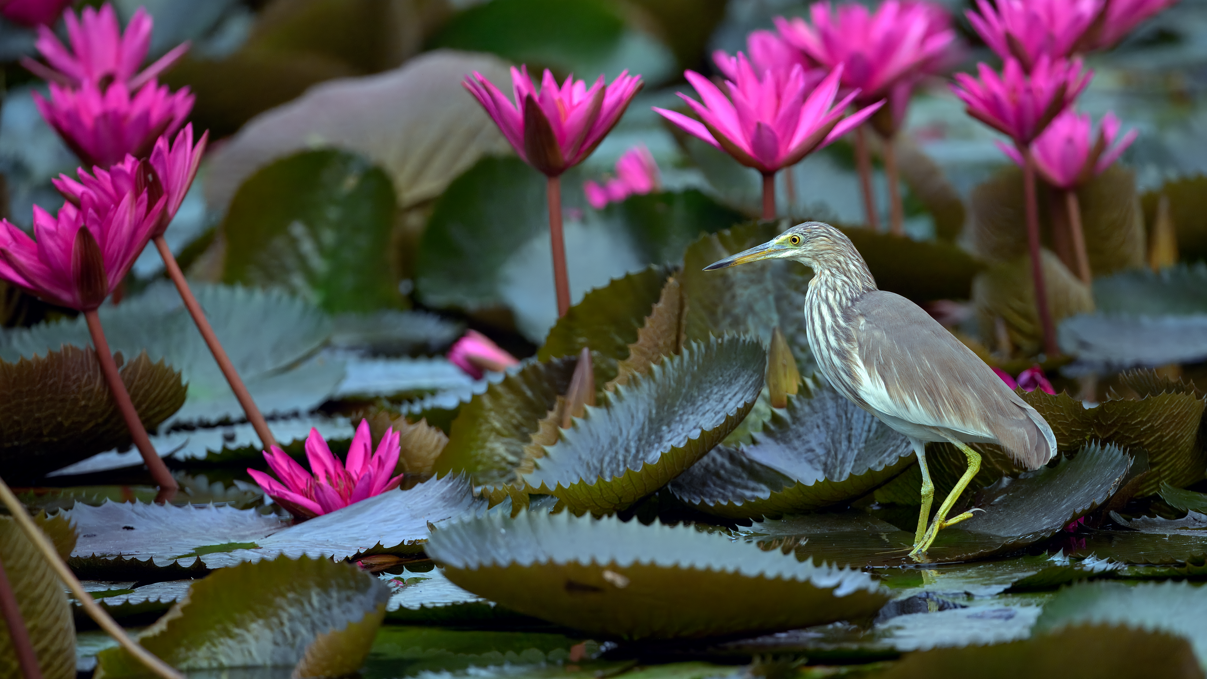 Javan Pond Heron on lily pad at Anantara Hua Hin Eco Resort in Thailand