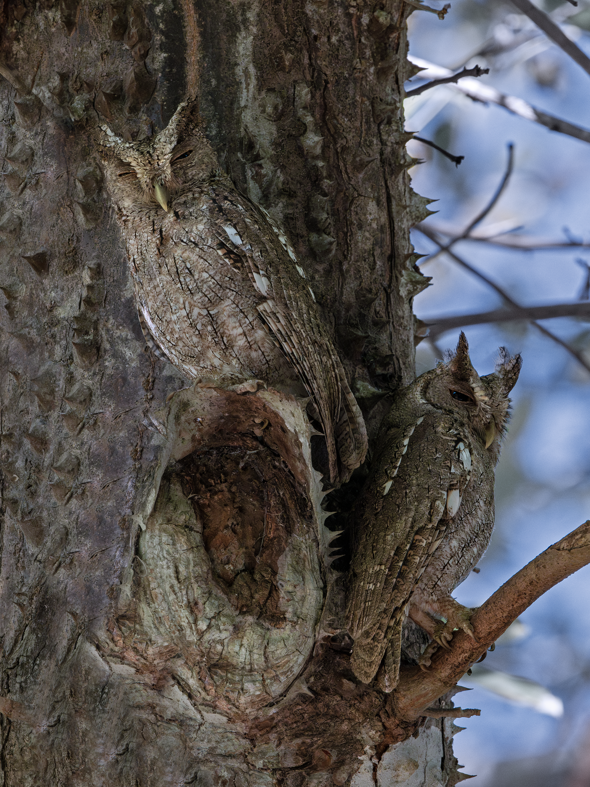 Pacific Screech Owls at Cerro Lodge in Tarcoles, Costa Rica