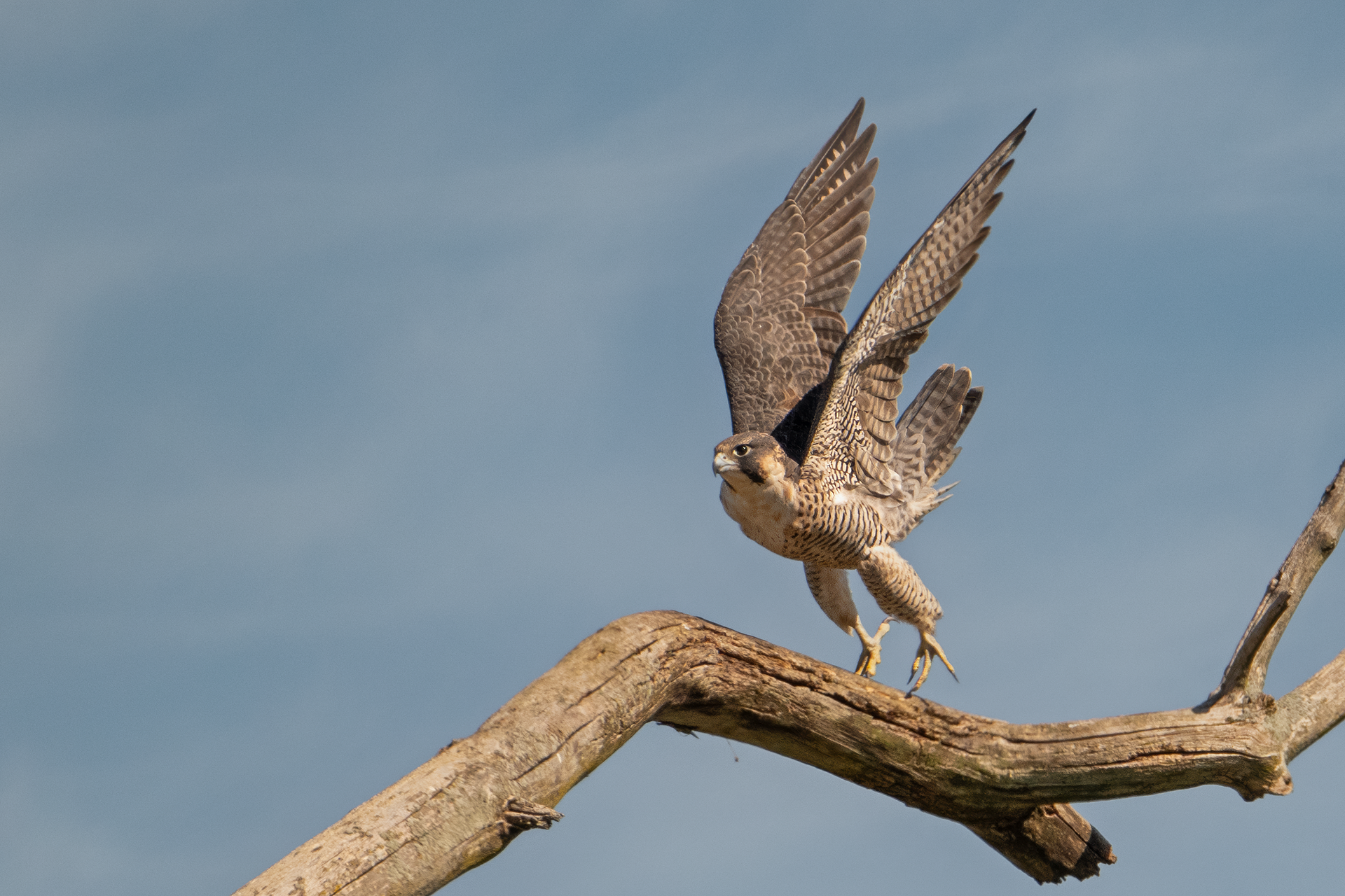 Peregrine Falcon juvenile takes flight at Montezuma NWR, Seneca Falls, NY