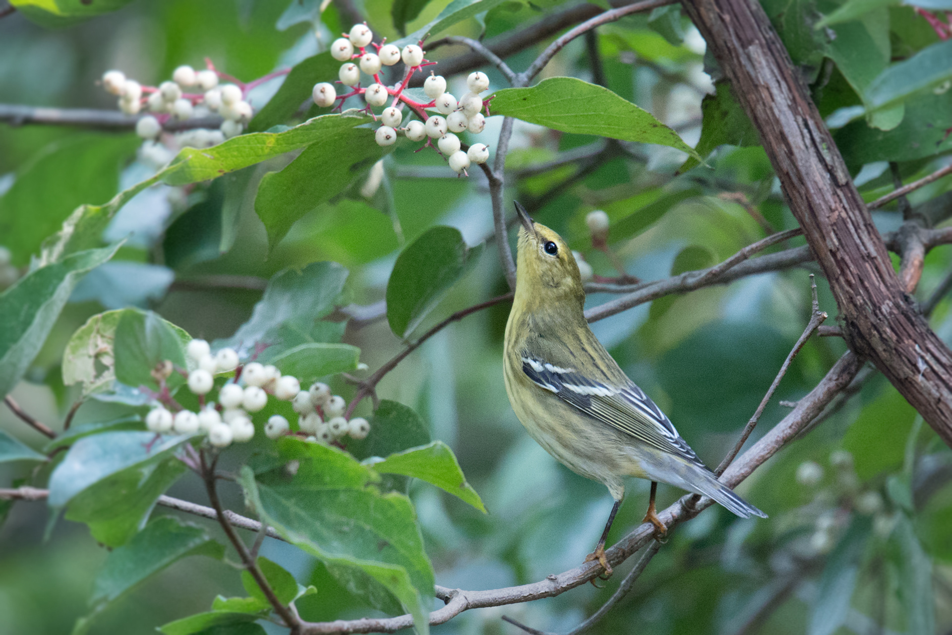 Blackpoll Warbler in fall plumage reaches for berries