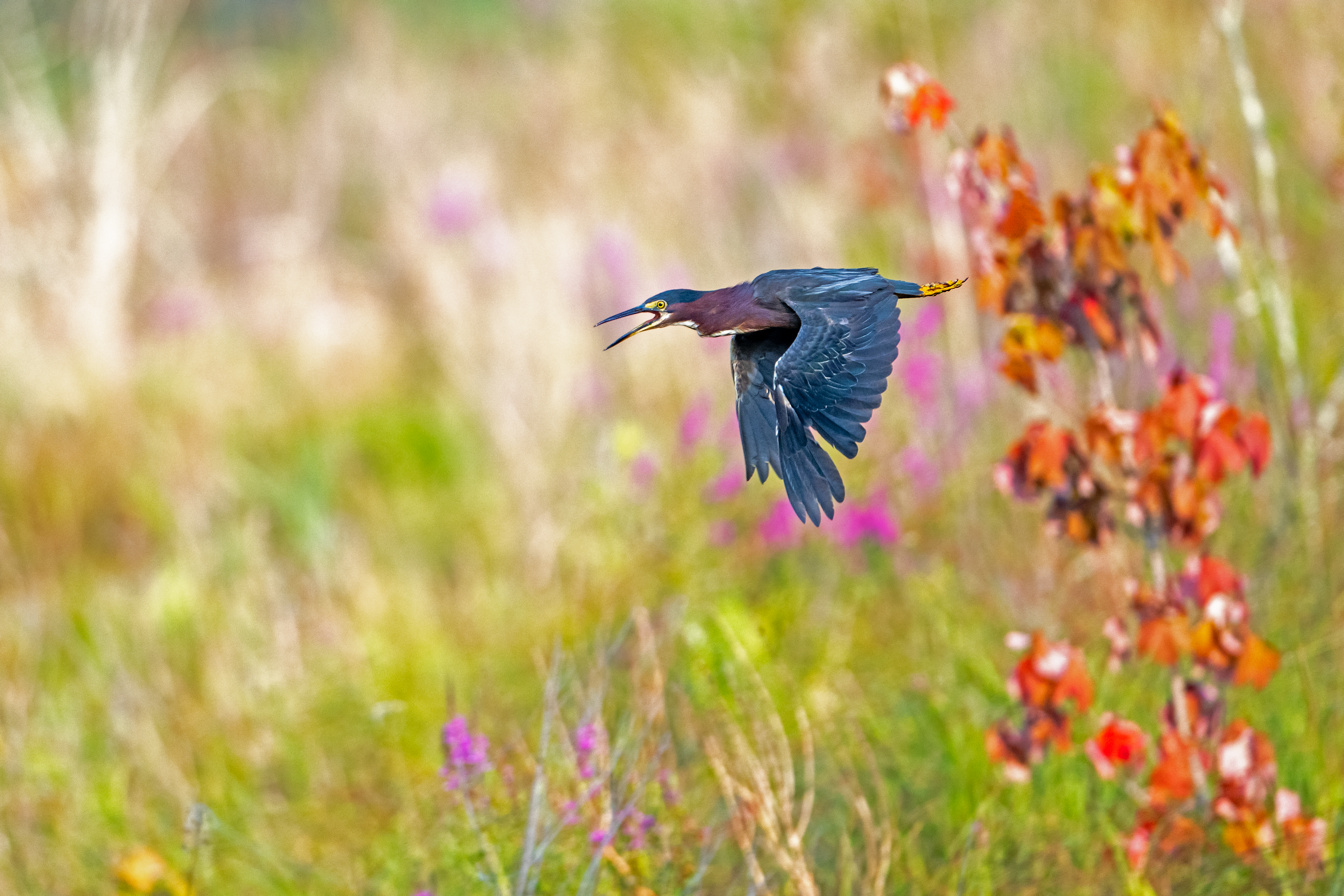 Green Heron calls while taking flight at Pleasant Valley Preserve in Marcellus, NY