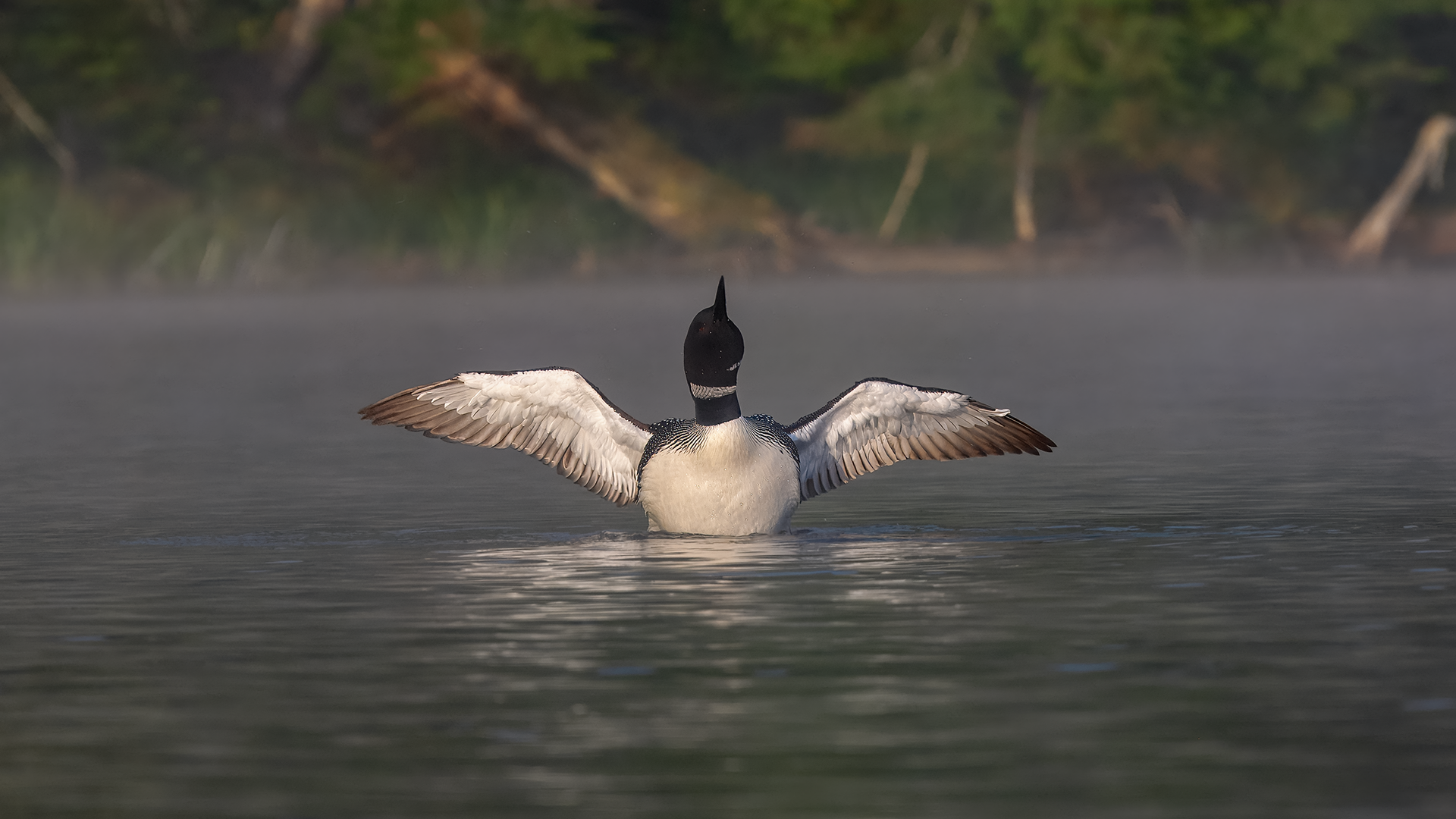 Common Loon rises from misty water at Moss Lake in Adirondacks Park, NY