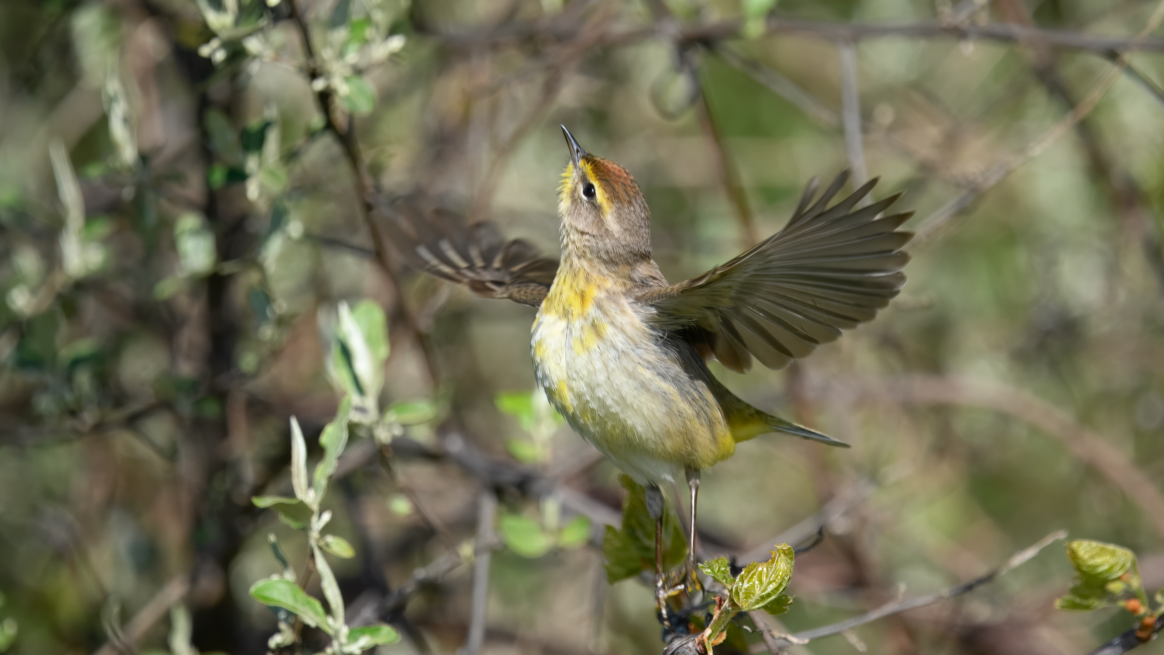 Western Palm Warbler takes flight from budding tree at Onondaga Lake Park in Syracuse NY