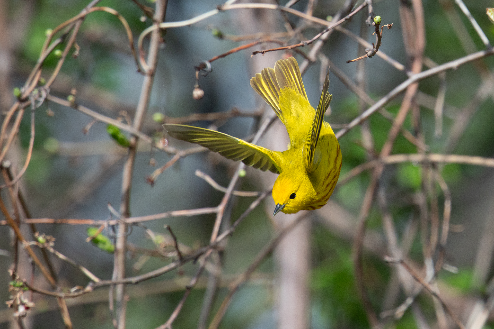 Yellow Warbler in flight dive maneuver