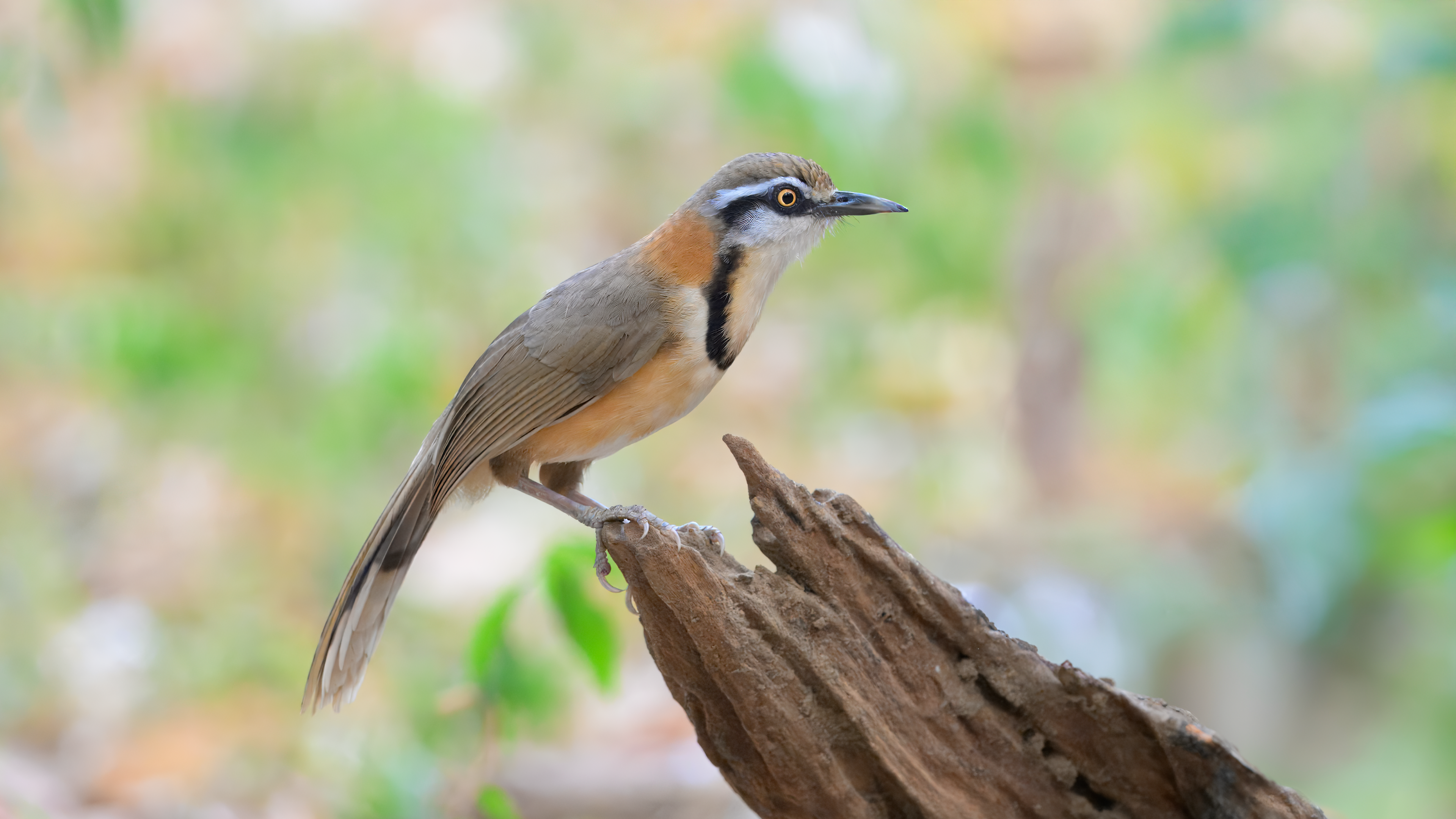 Greater-necklaced Laughingthrush poses on snag in Kaeng Krachan National Park, Thailand
