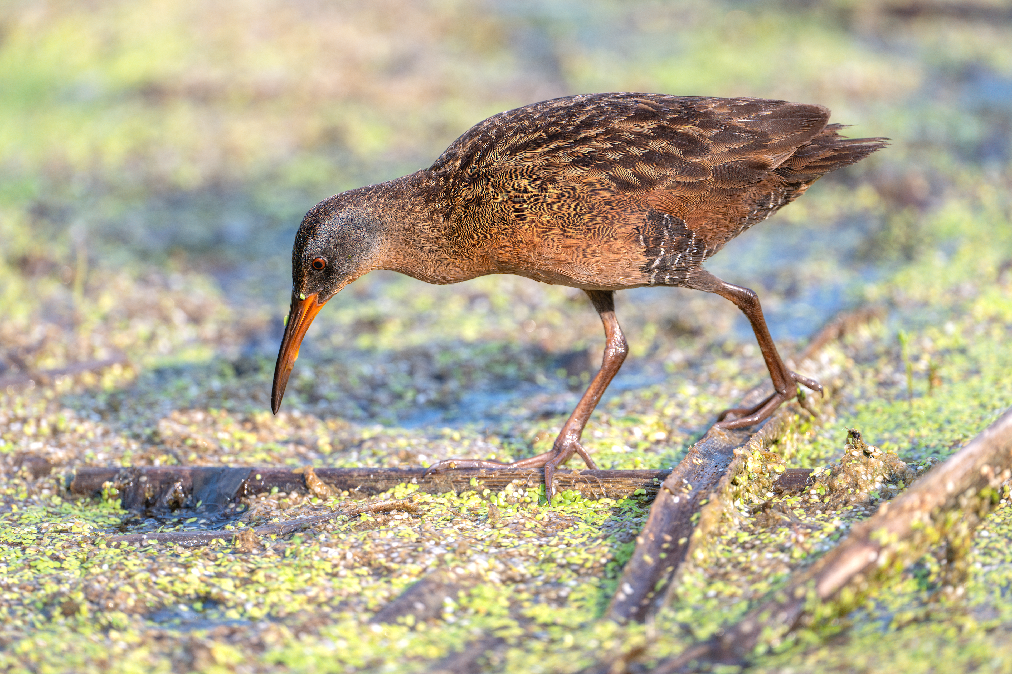 Virginia Rail hunting in marsh at Pleasant Valley Preserve in Marcellus, NY