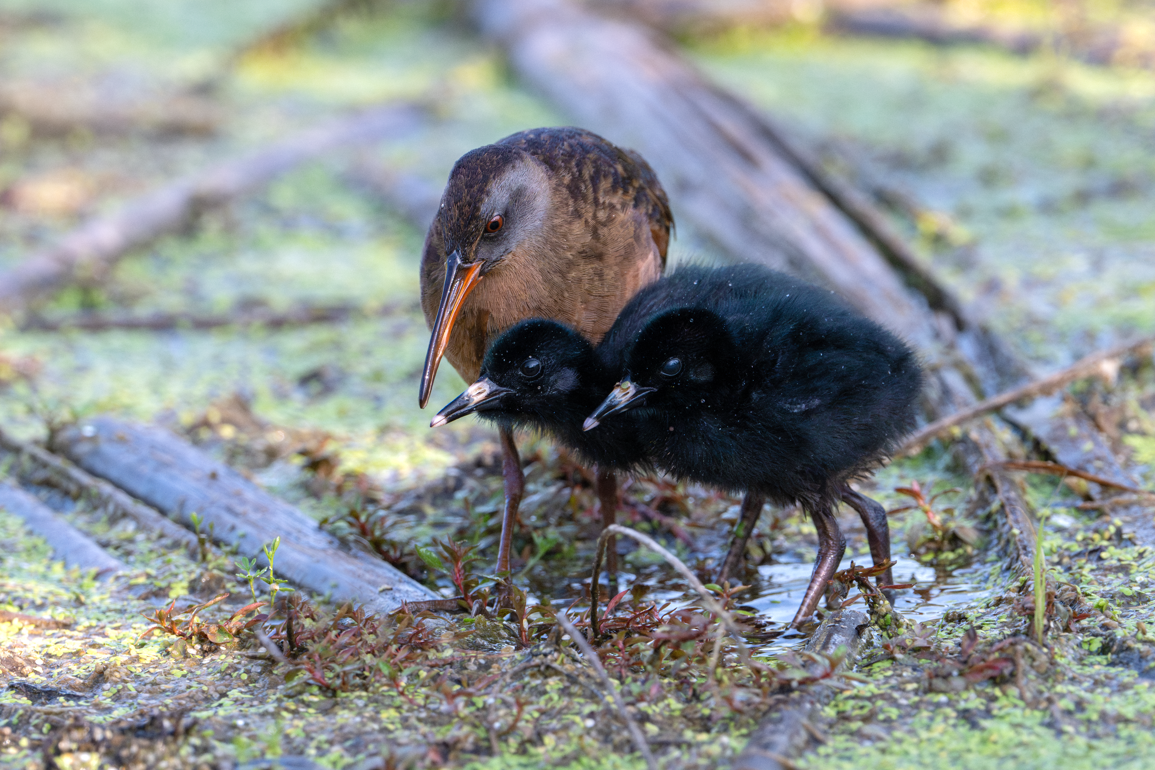 Virginia Rail adult and 2 chicks at Pleasant Valley Preserve in Marcellus, NY