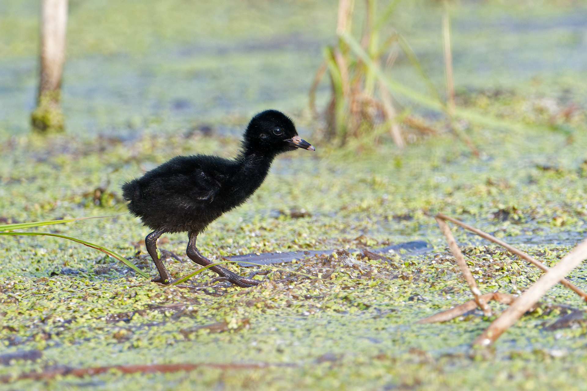 Virginia Rail chick stands for profile at Pleasant Valley Preserve in Marcellus, NY