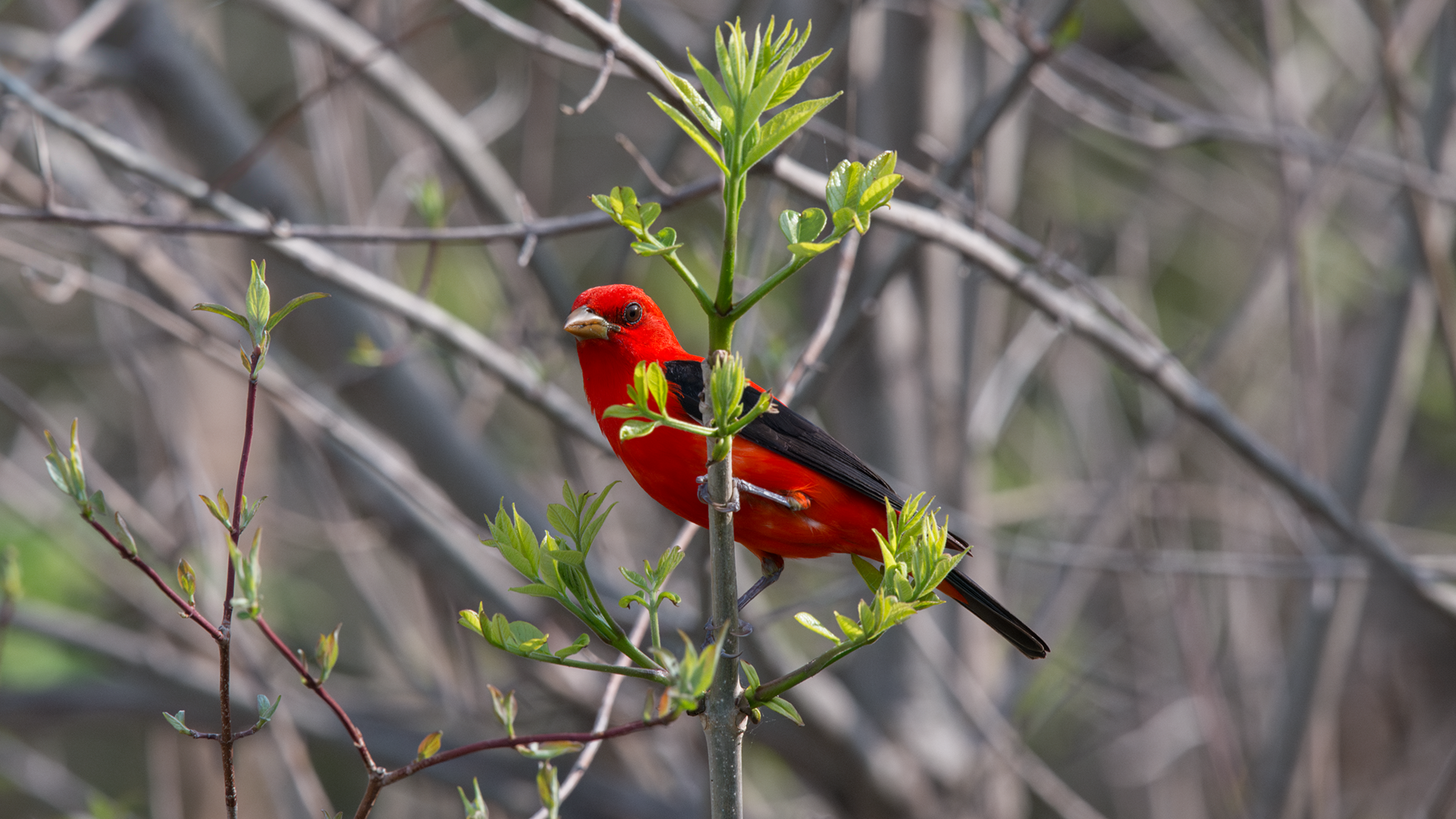 Scarlet Tanager on budding plant at Magee Marsh Nature Area, Ohio