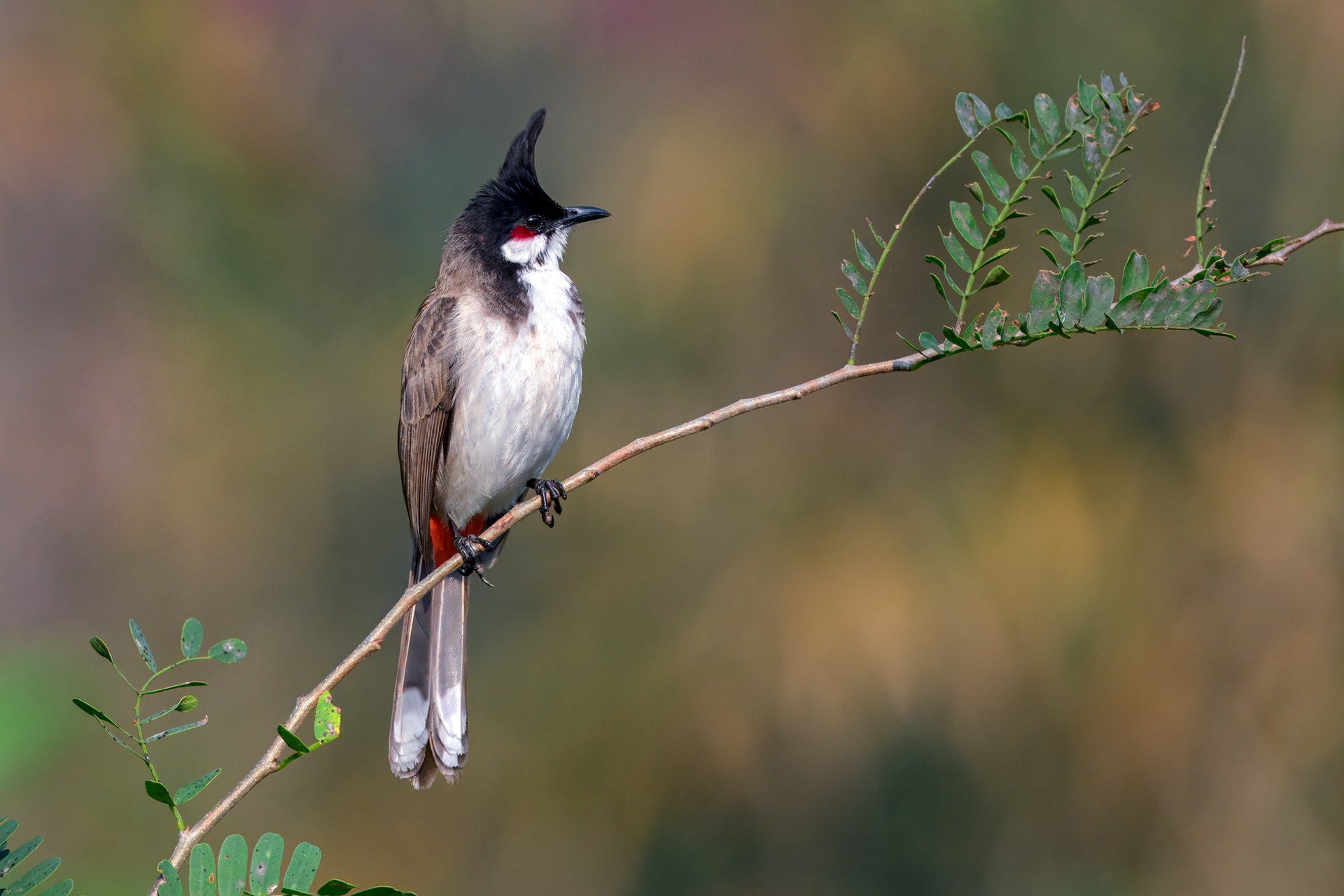 Red-whiskered Bulbul perched on plant in Chiang Dao, Thailand