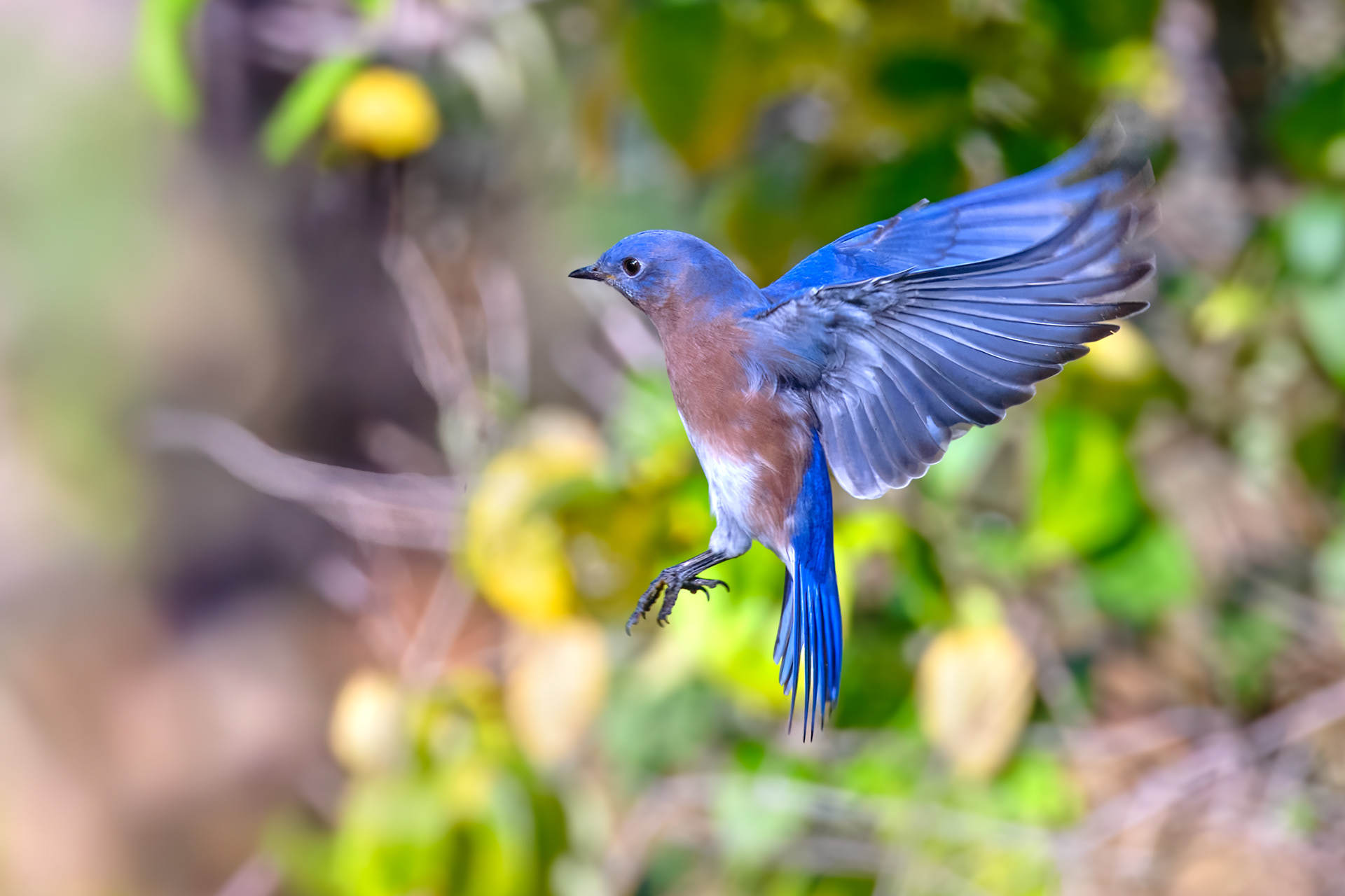 Eastern Bluebird breeding male hovers up close in Syracuse, NY