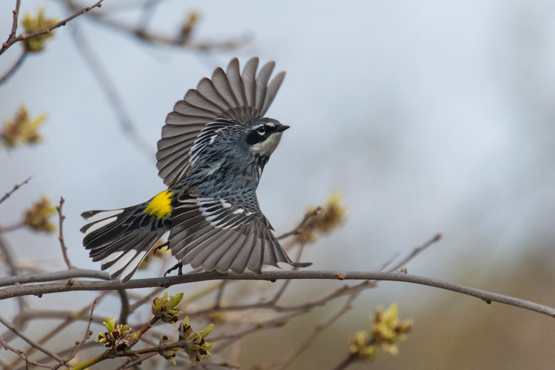 Yellow-rumped Warbler breeding male spreads wings to take flight
