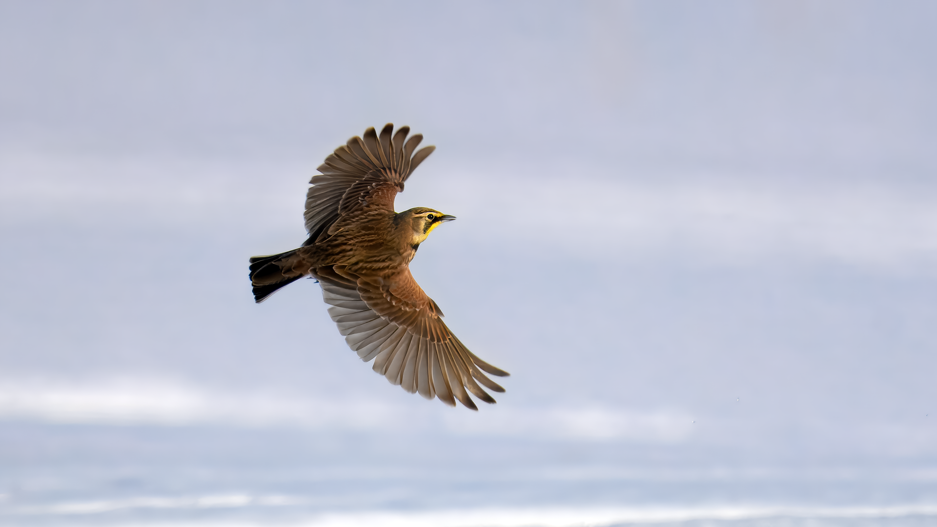 Horned Lark flying over snow with wings spread in Marcellus, NY