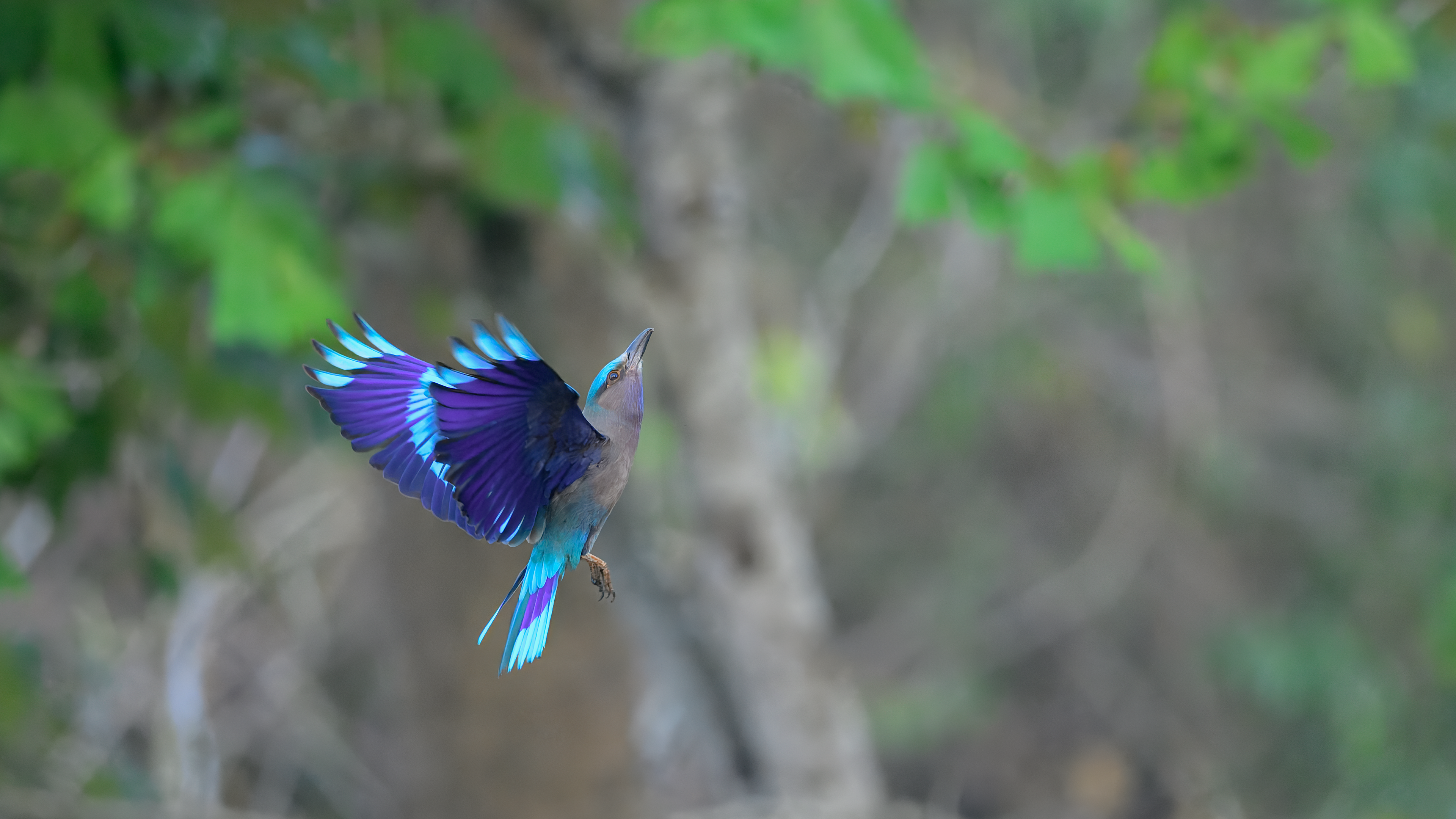 Indochinese Roller in flight at Kaeng Krachan National Park, Thailand