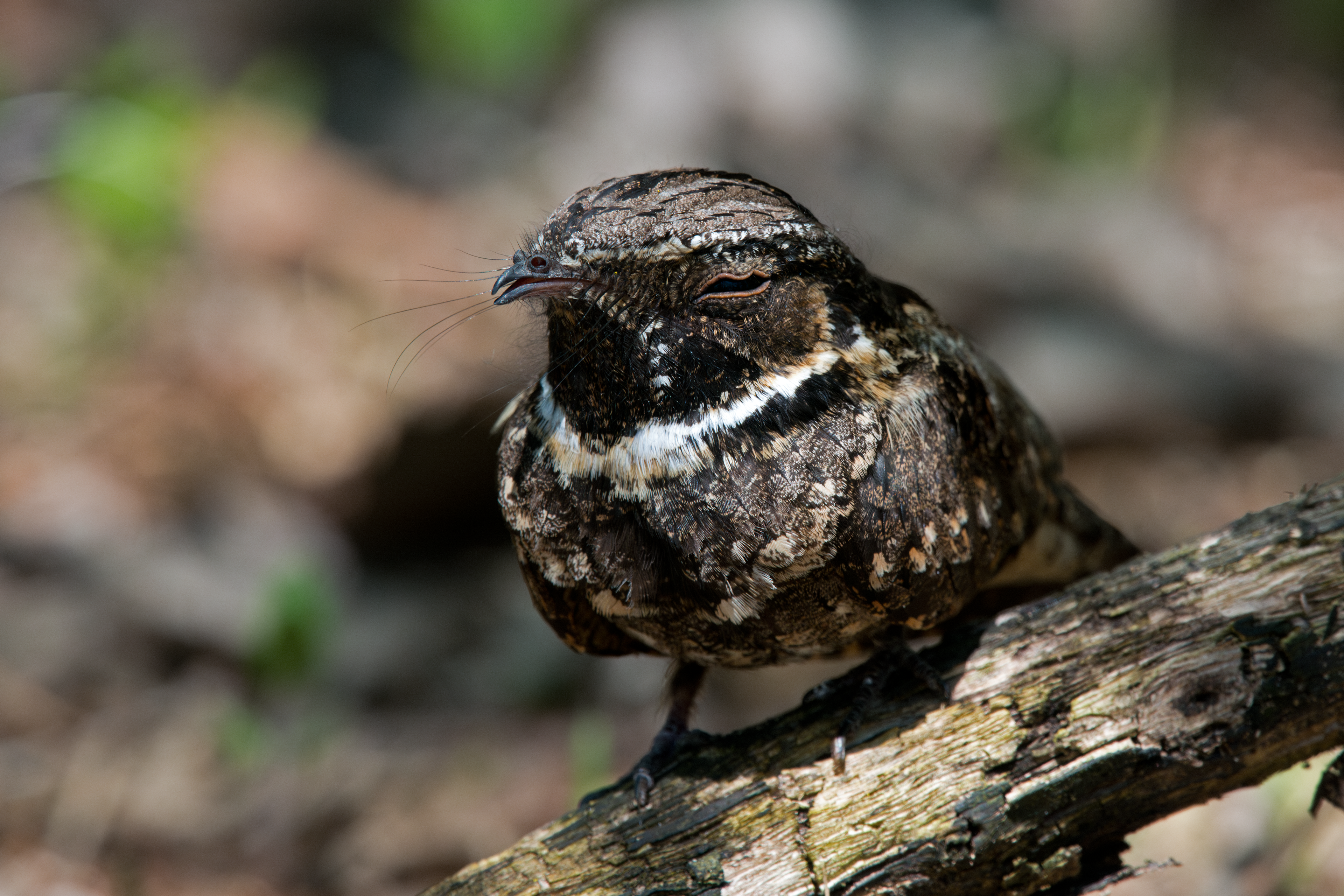 Eastern Whip-poor-will up close at Magee Marsh Nature Area, Ohio