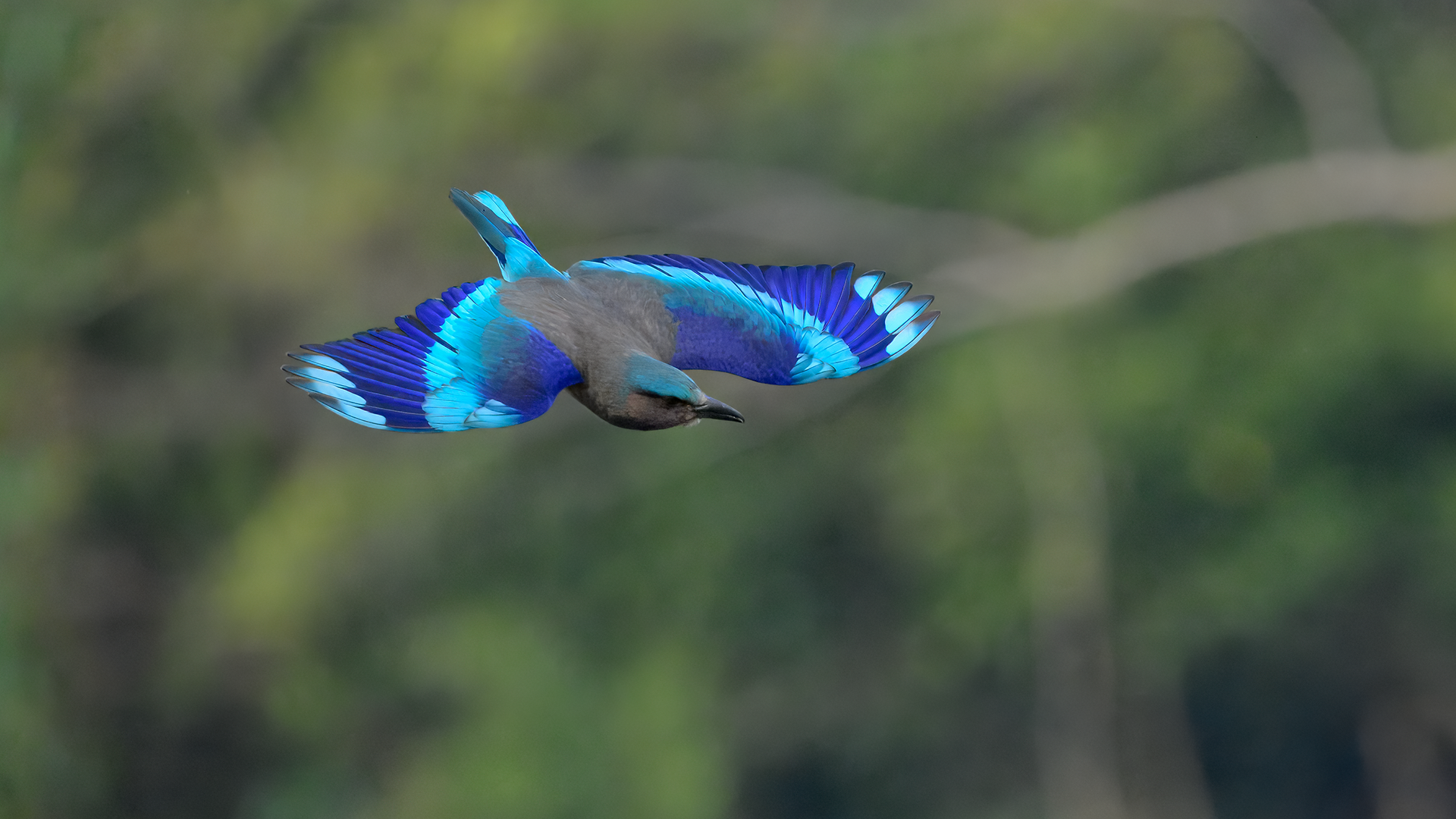 Indochinese Roller in flight at Kaeng Krachan National park, Thailand