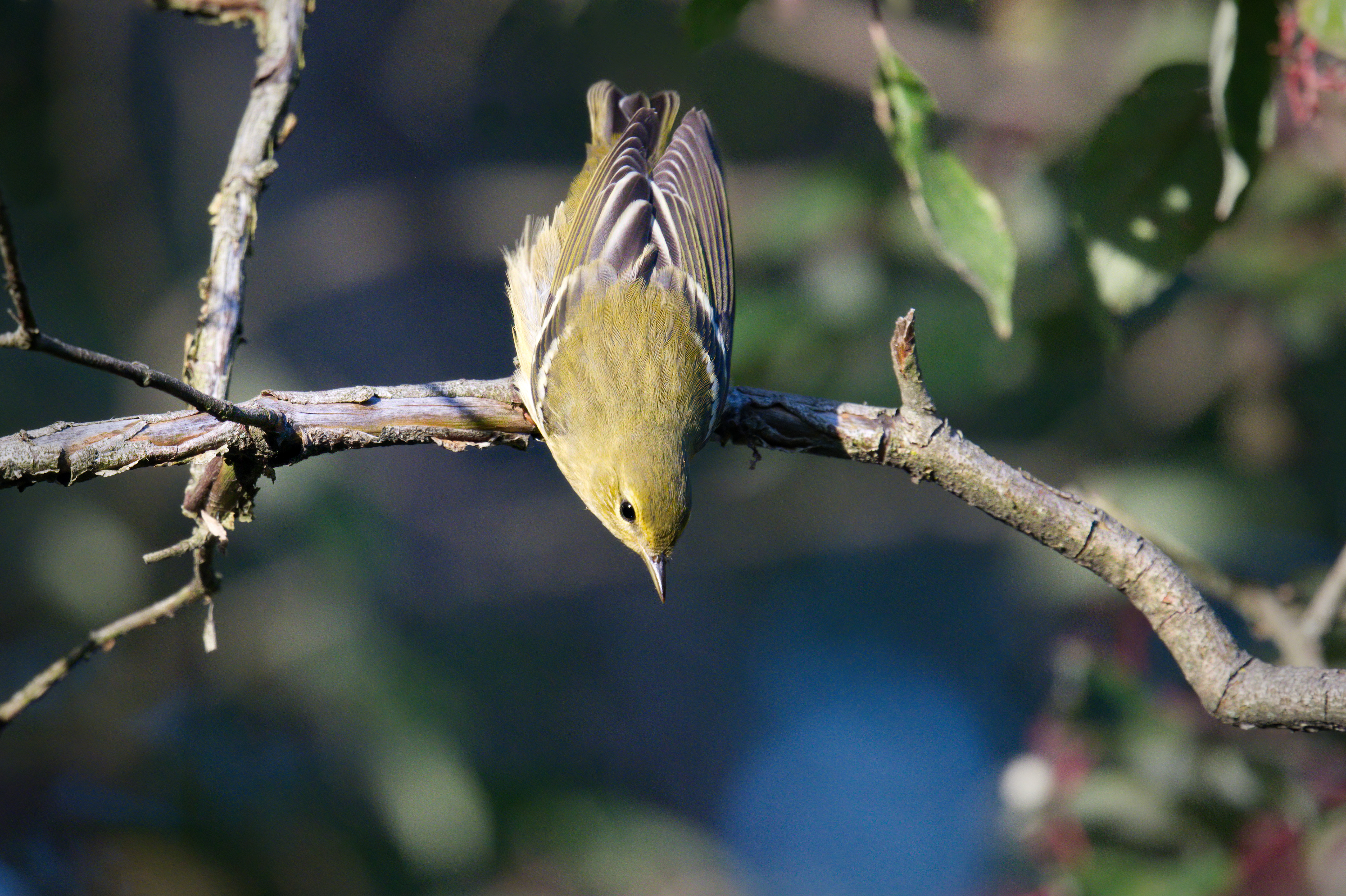 Palm Warbler in fall plumage