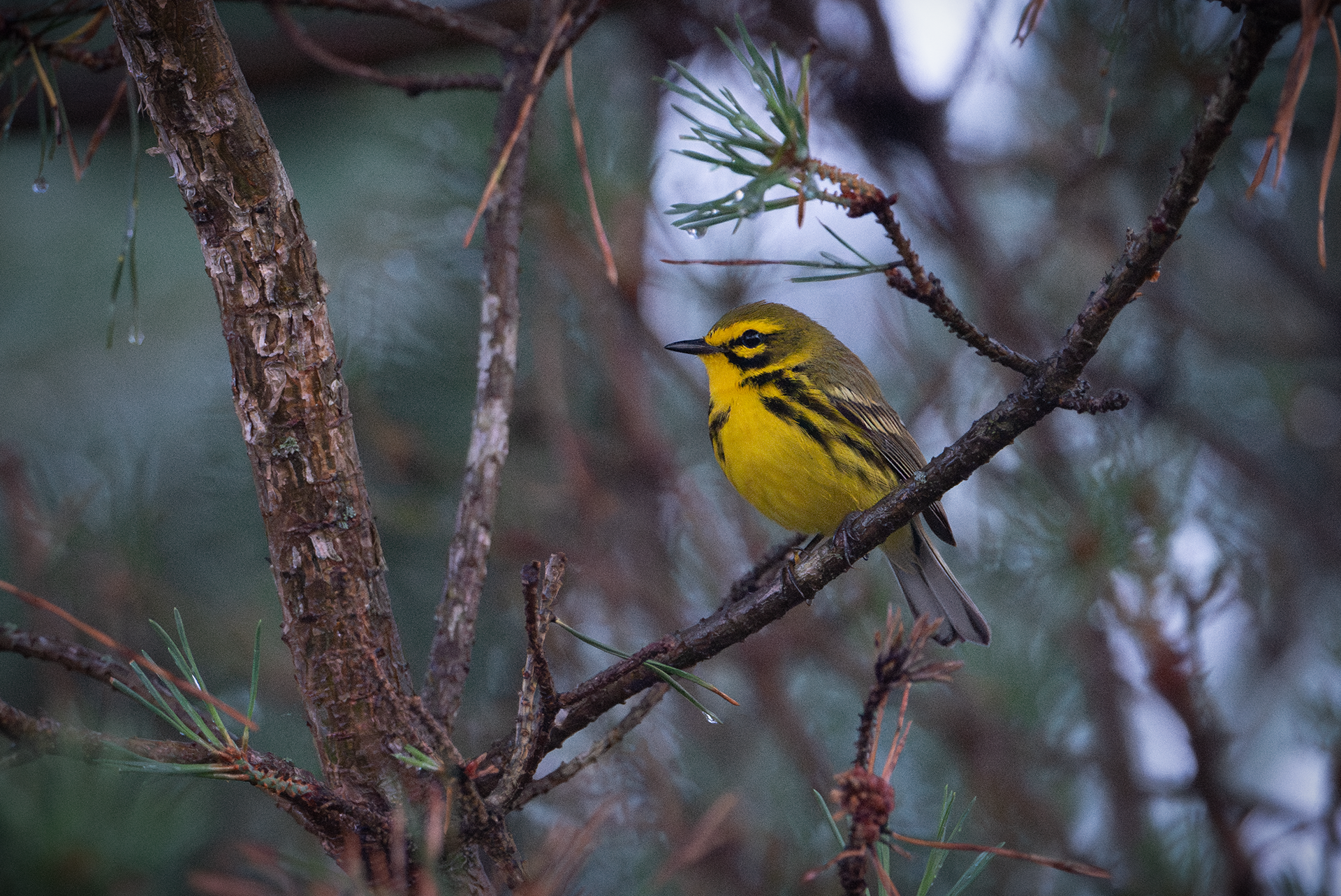 Prairie Warbler breeding male poses at dusk