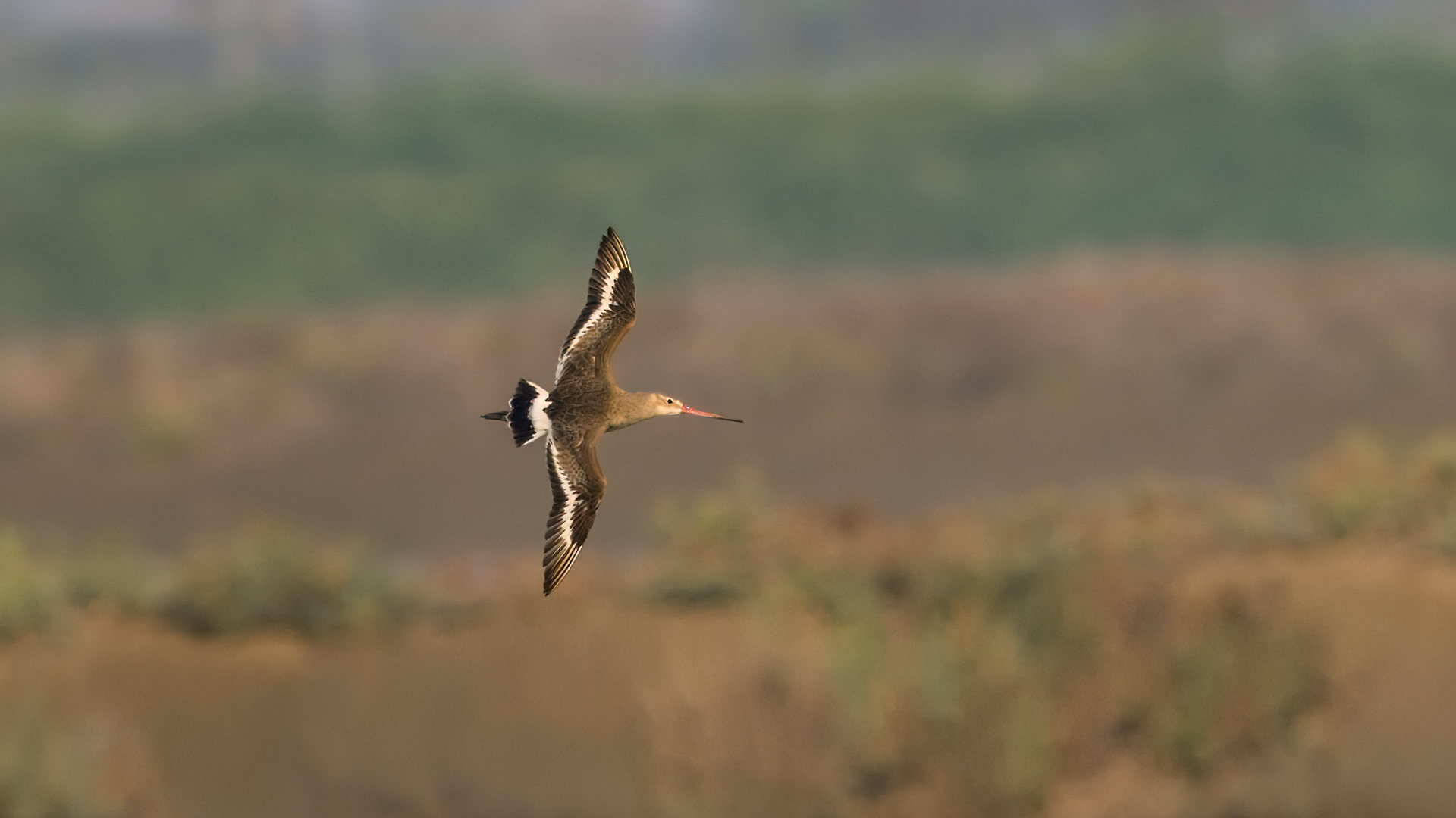 Black-tailed Godwit in flight at Laem Pak Bia salt pans in Phetchaburi, Thailand