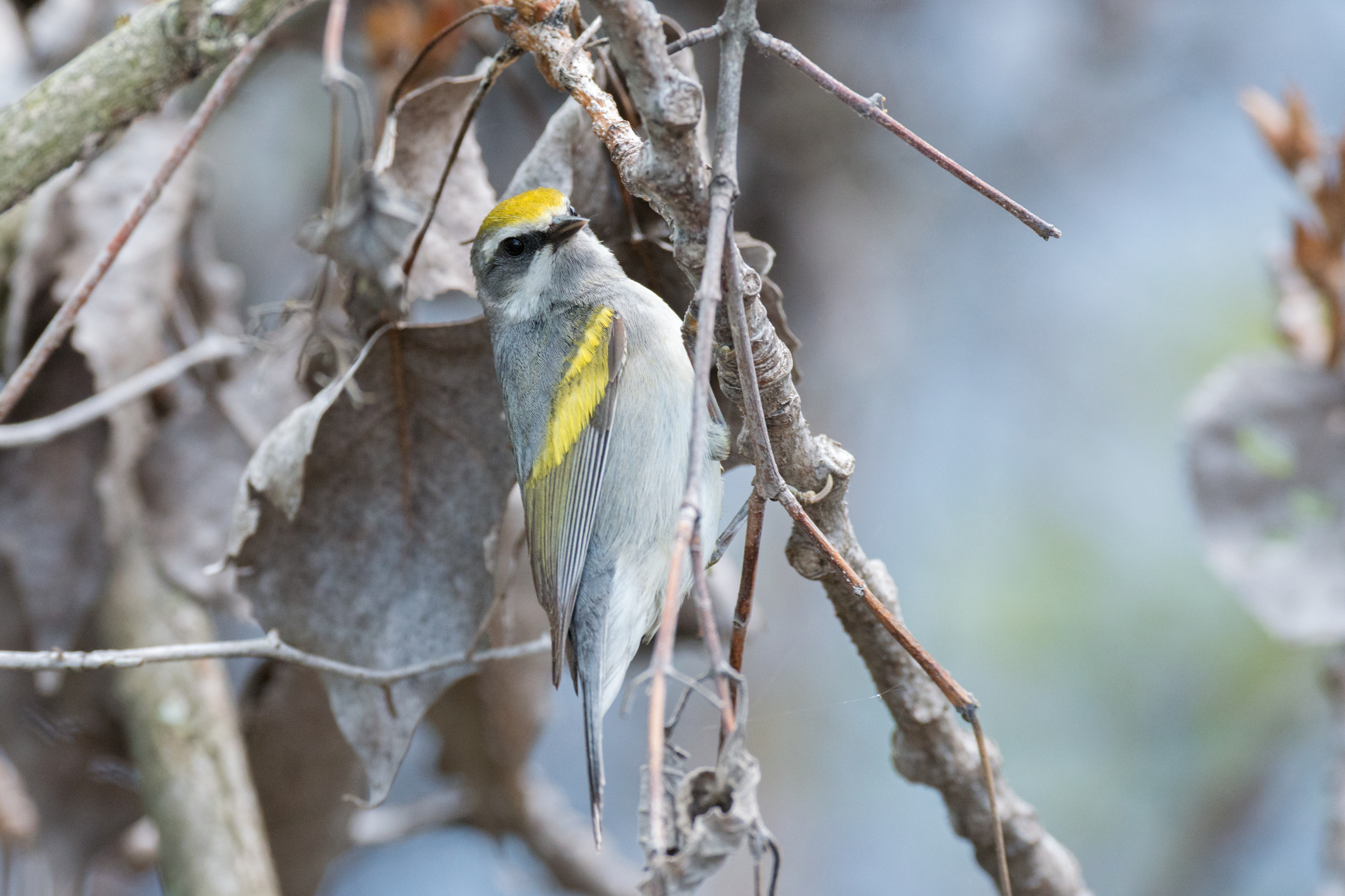 Golden-winged Warbler breeding female at Magee Marsh Wildlife Area in Ohio