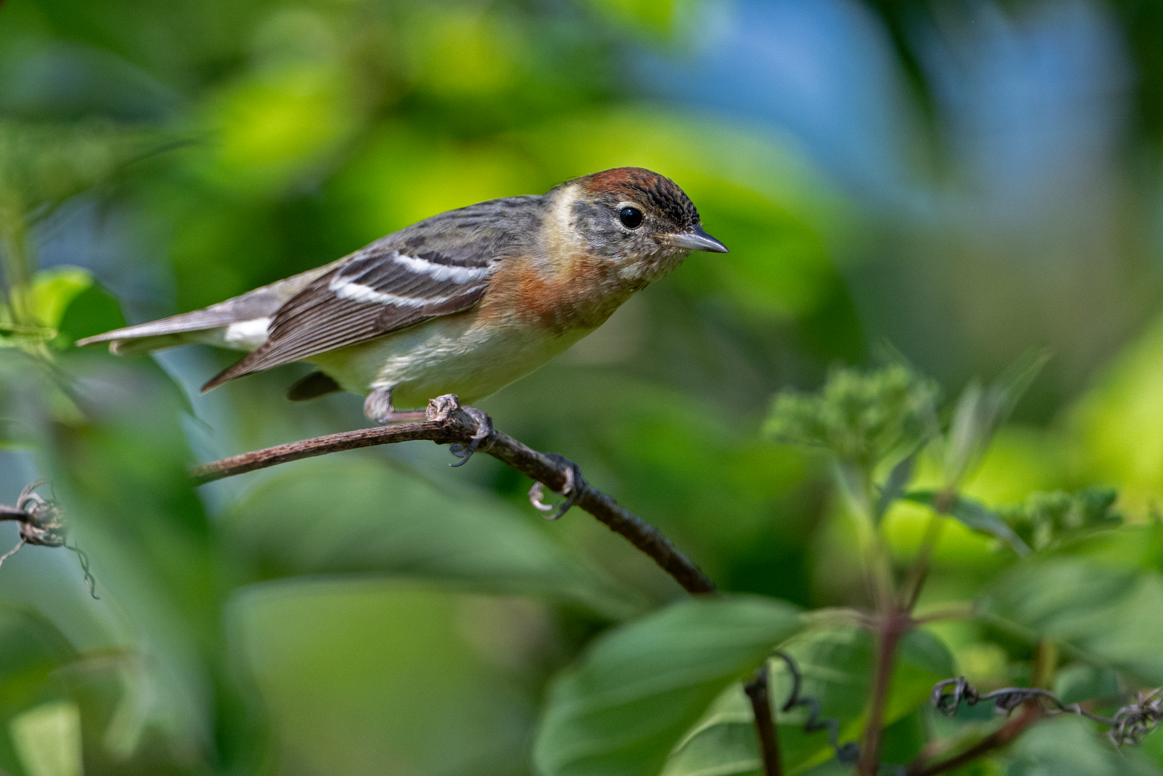 Female Bay-breasted Warbler close up
