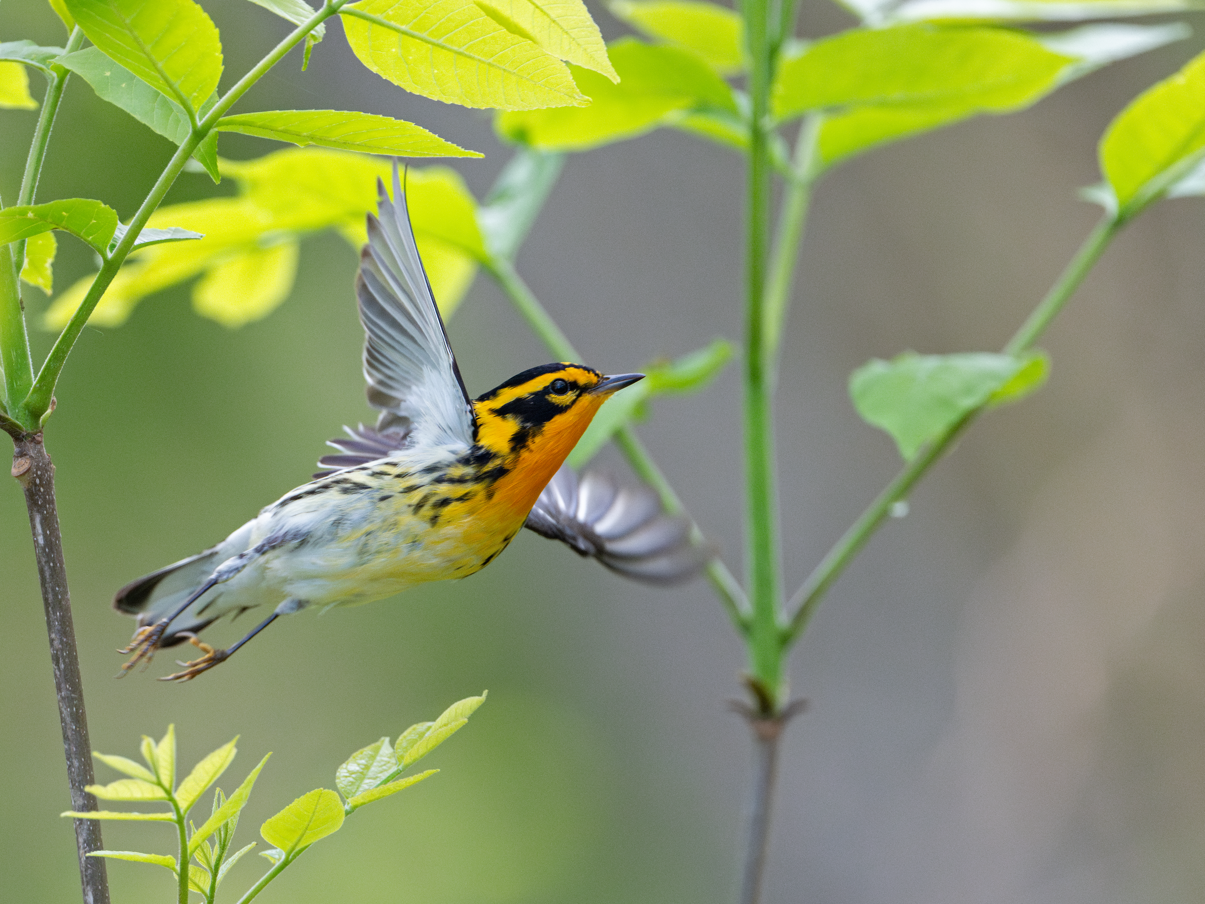 Blackburnian warbler takes flight at magee marsh wildlife area in ohio during big week 2024