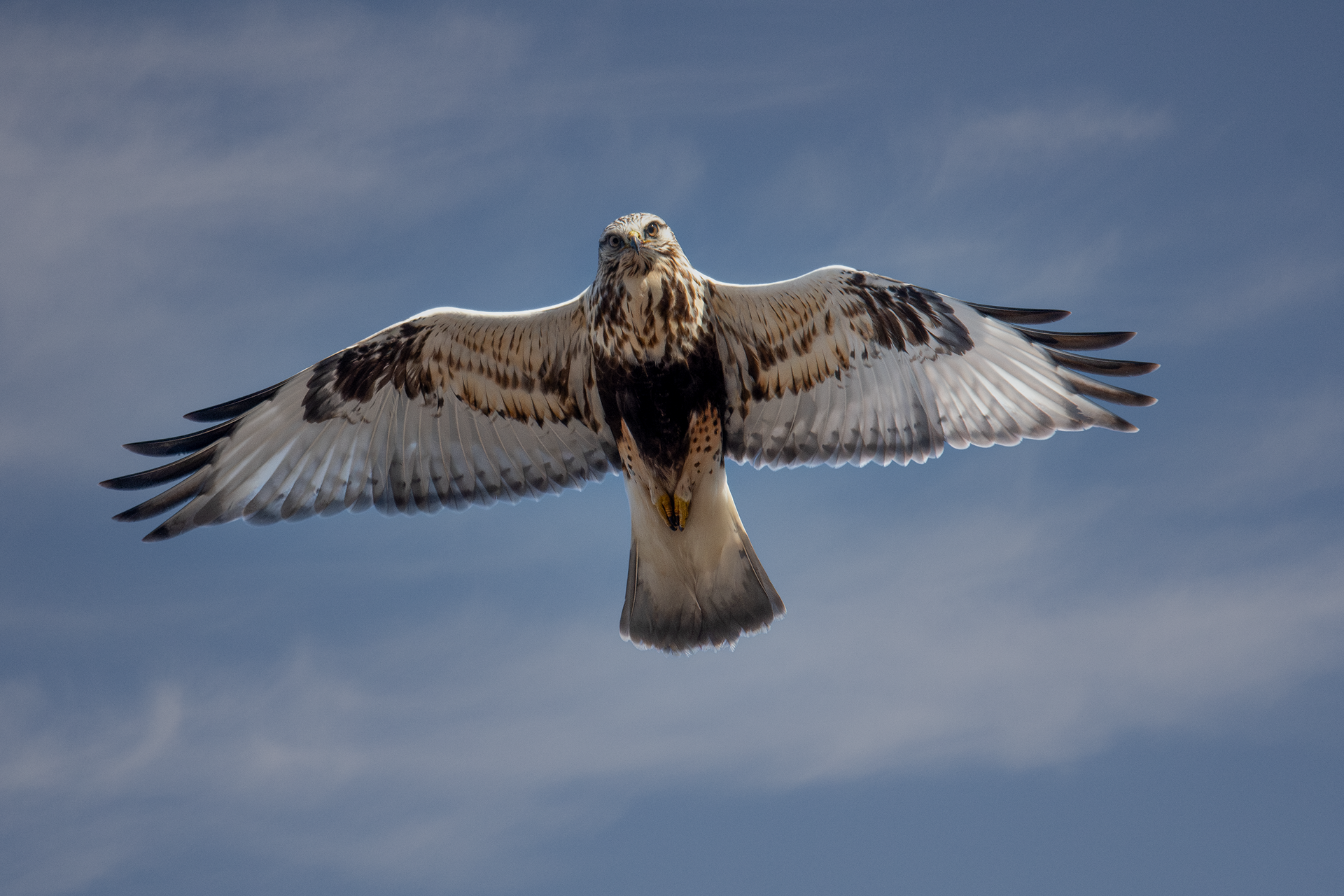 gh-legged Hawk faces camera while hovering at Point Peninsula, NY