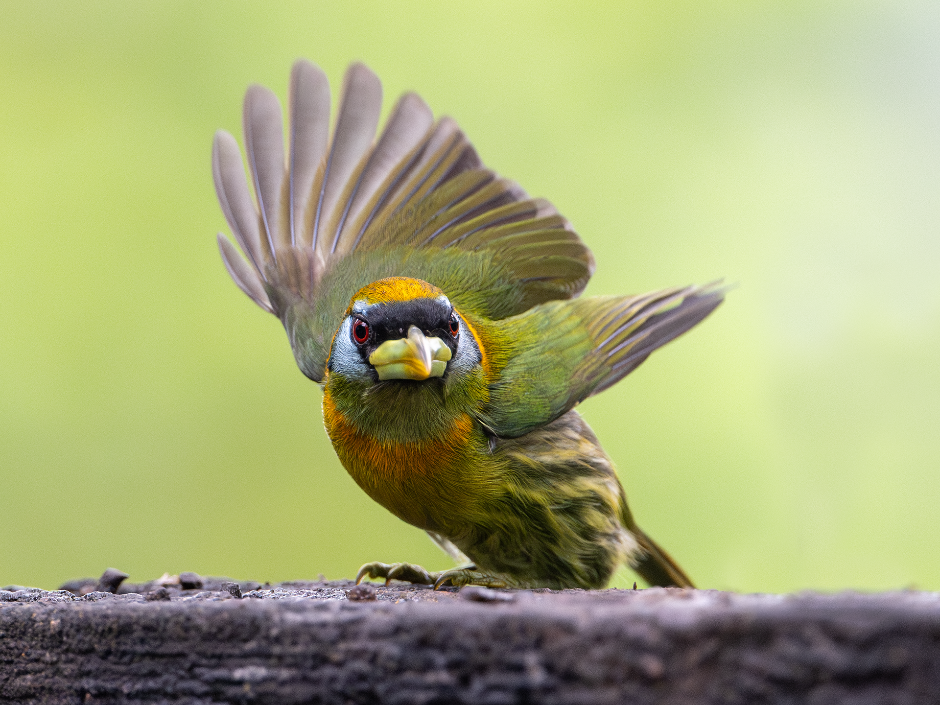 Red-headed Barbet female raises wings at Mirador Cinchona Restaurant in Alajuela, Costa Rica