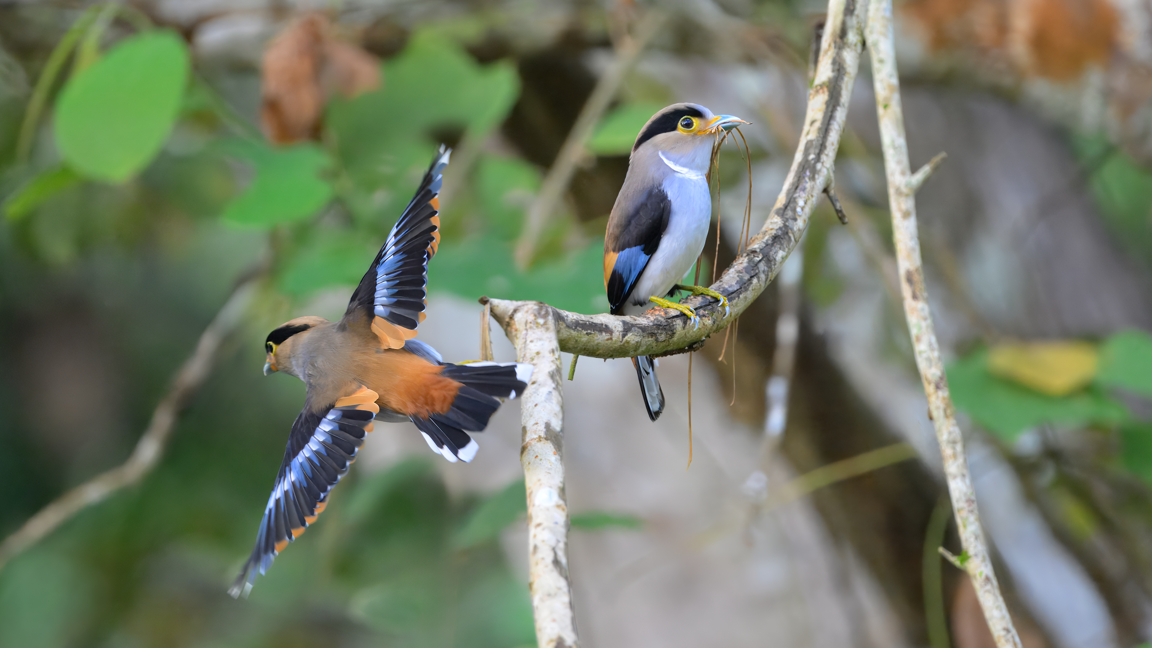 Silver-breasted Broadbill mating pair at Kaeng Krachan National Park in Thailand