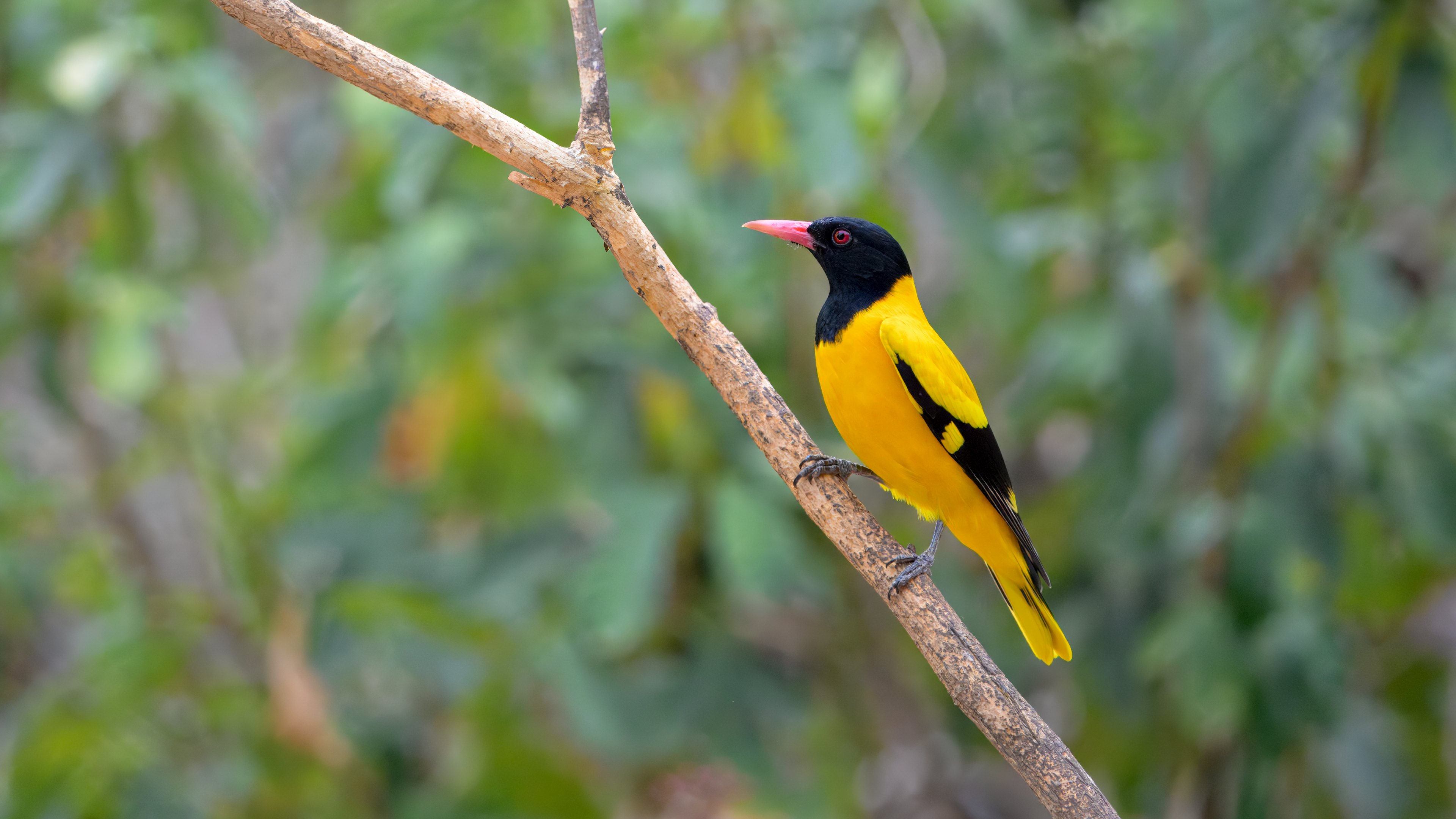 Black-hooded Oriole in Kaeng Krachan National Park, Thailand