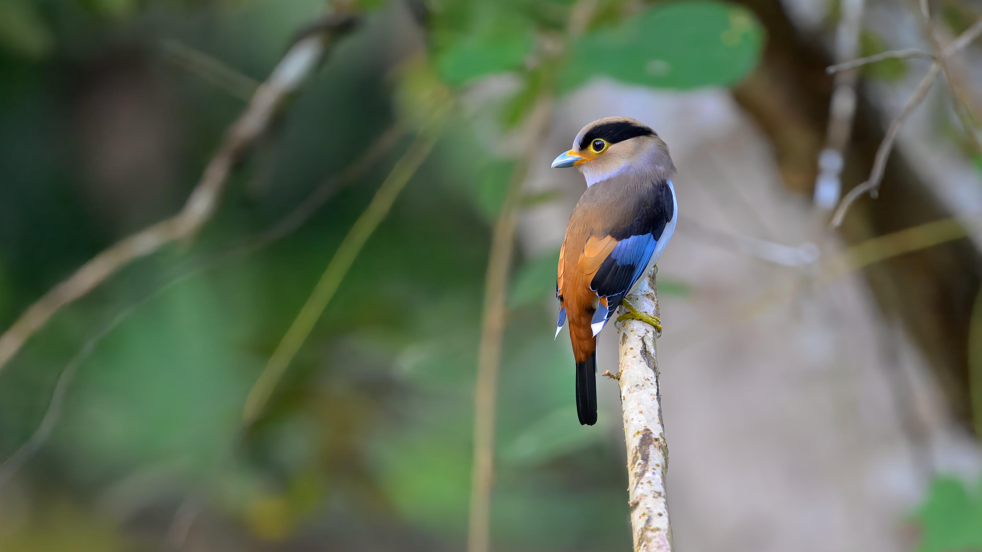 Silver-breasted Broadbill poses up close at Kaeng Krachan National Park in Thailand