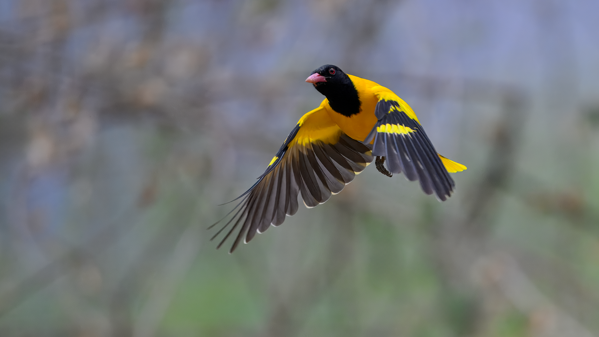 Black-hooded Oriole male takes flight in Kaeng Krachan National Park, Thailand
