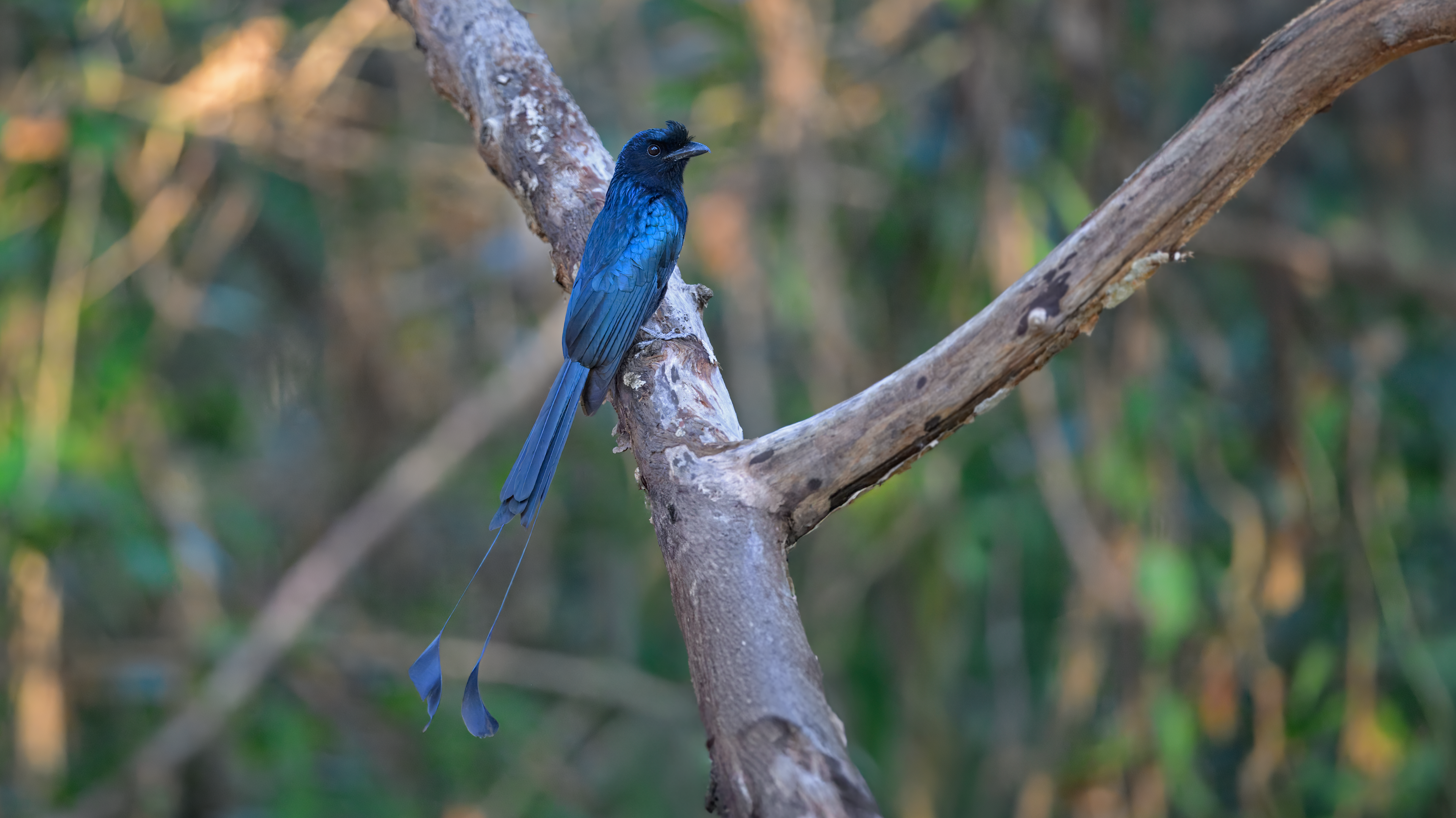 Racket-tailed Drongo at Baan Maka Nature Lodge in Phetchaburi, Thailand