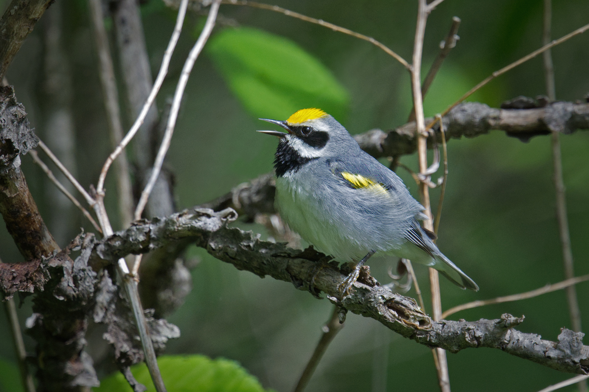 Golden-winged Warbler breeding male singing