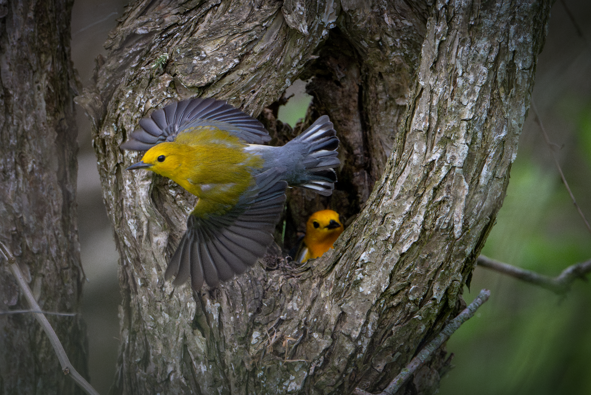 Prothonotary warblers male & female at nesting location at magee marsh wildlife area in ohio during big week 2024