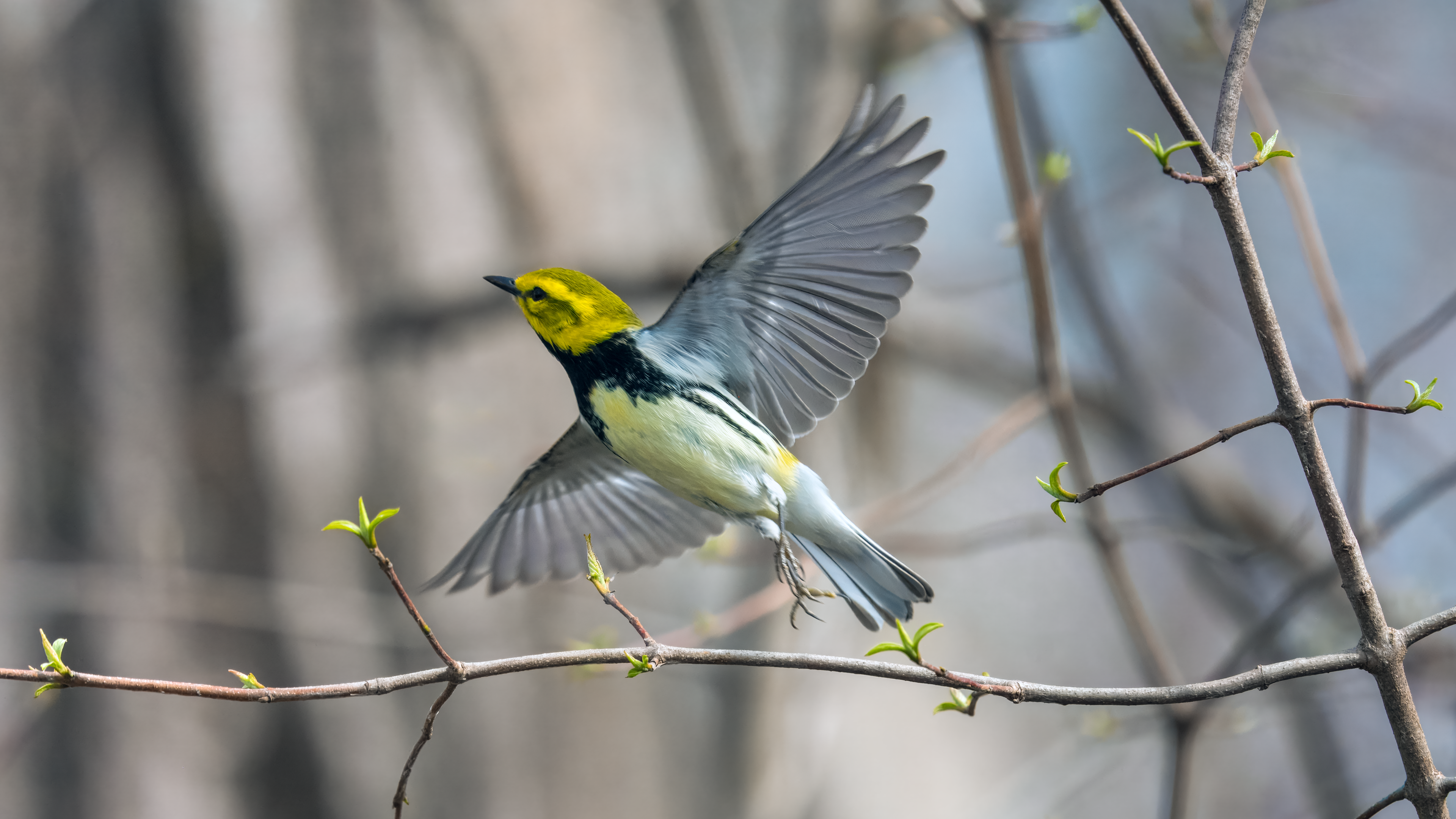Black-throated Green Warbler breeding male takes flight at magee Marsh wildlife area in Ohio