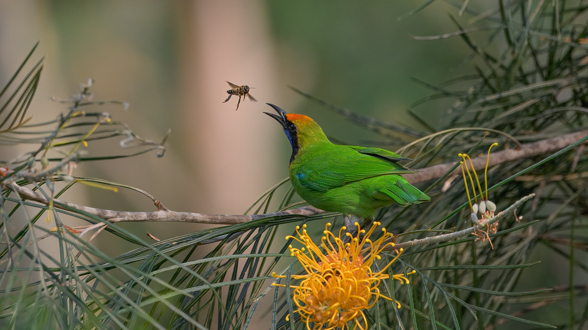 Golden-fronted Leafbird catching bee in flowering tree in Chiang Dao, Thailand