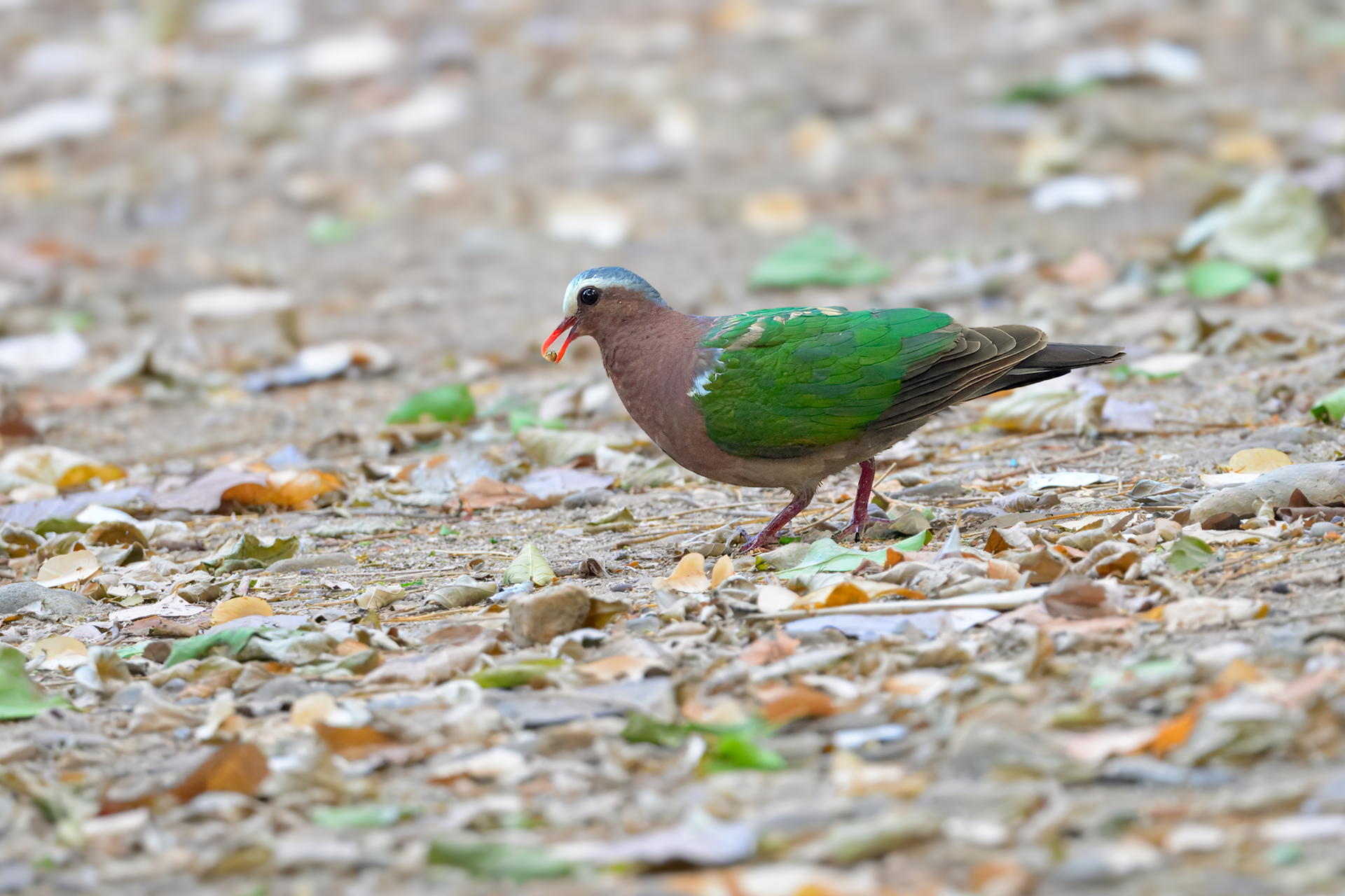 Emerald Dove at Baan Maka Nature Lodge in Phetchaburi, Thailand