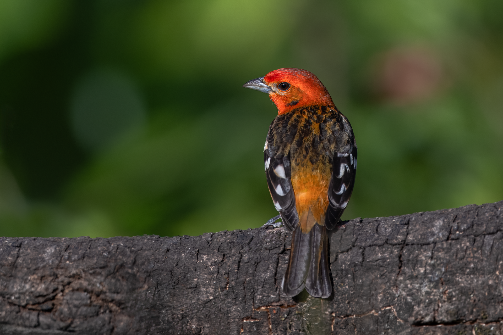 Flame-colored Tanager male in San Gerardo de Dota, Costa Rica