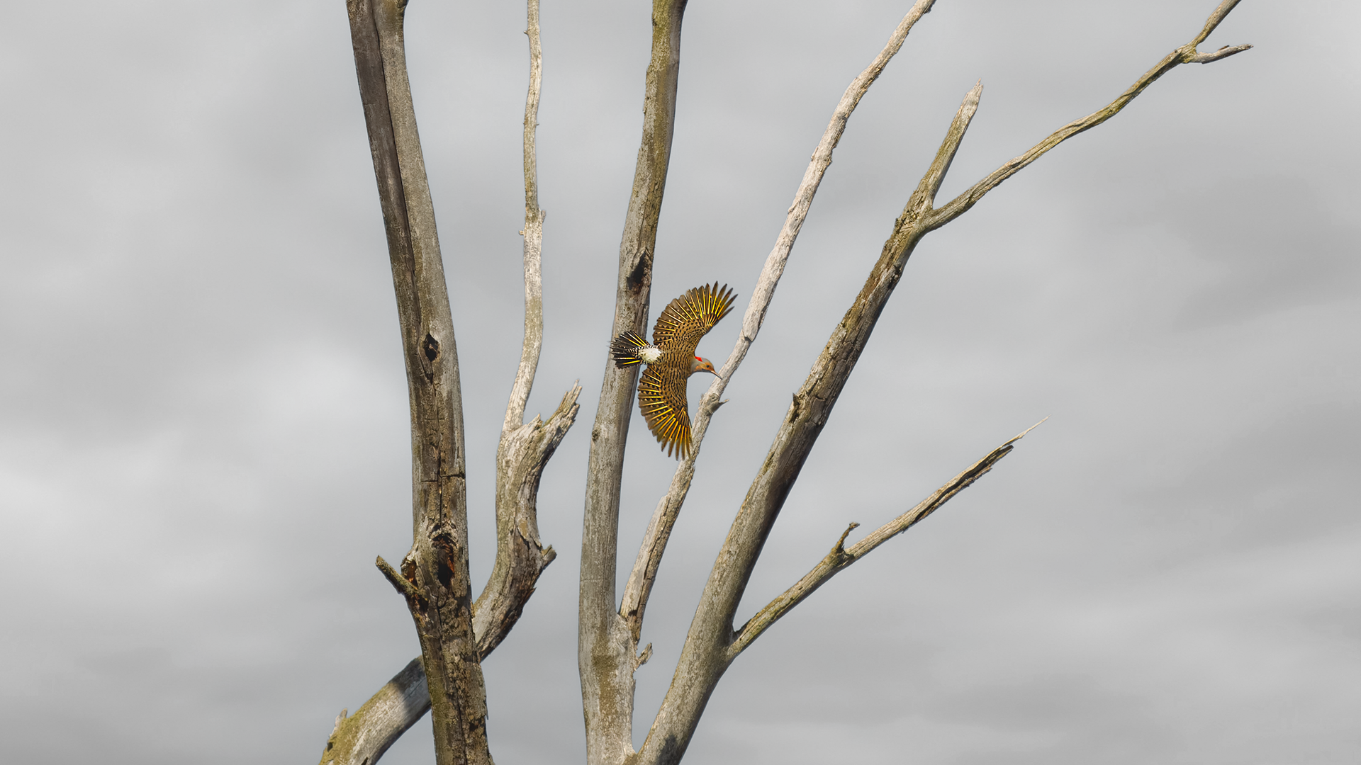 Yellow-shafted Northern Flicker flies with wings outspread at Canandaigua Lake Outlet, NY