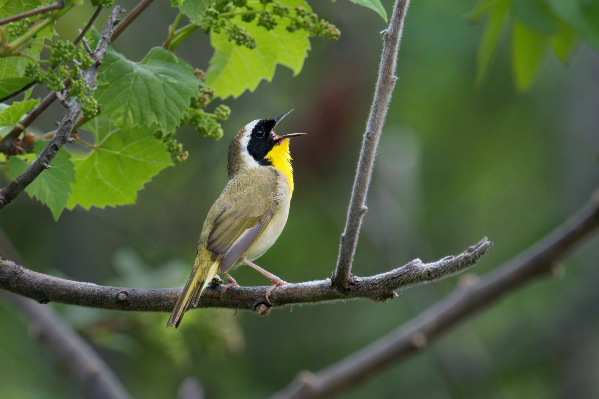 Common Yellowthroat breeding male singing his heart out