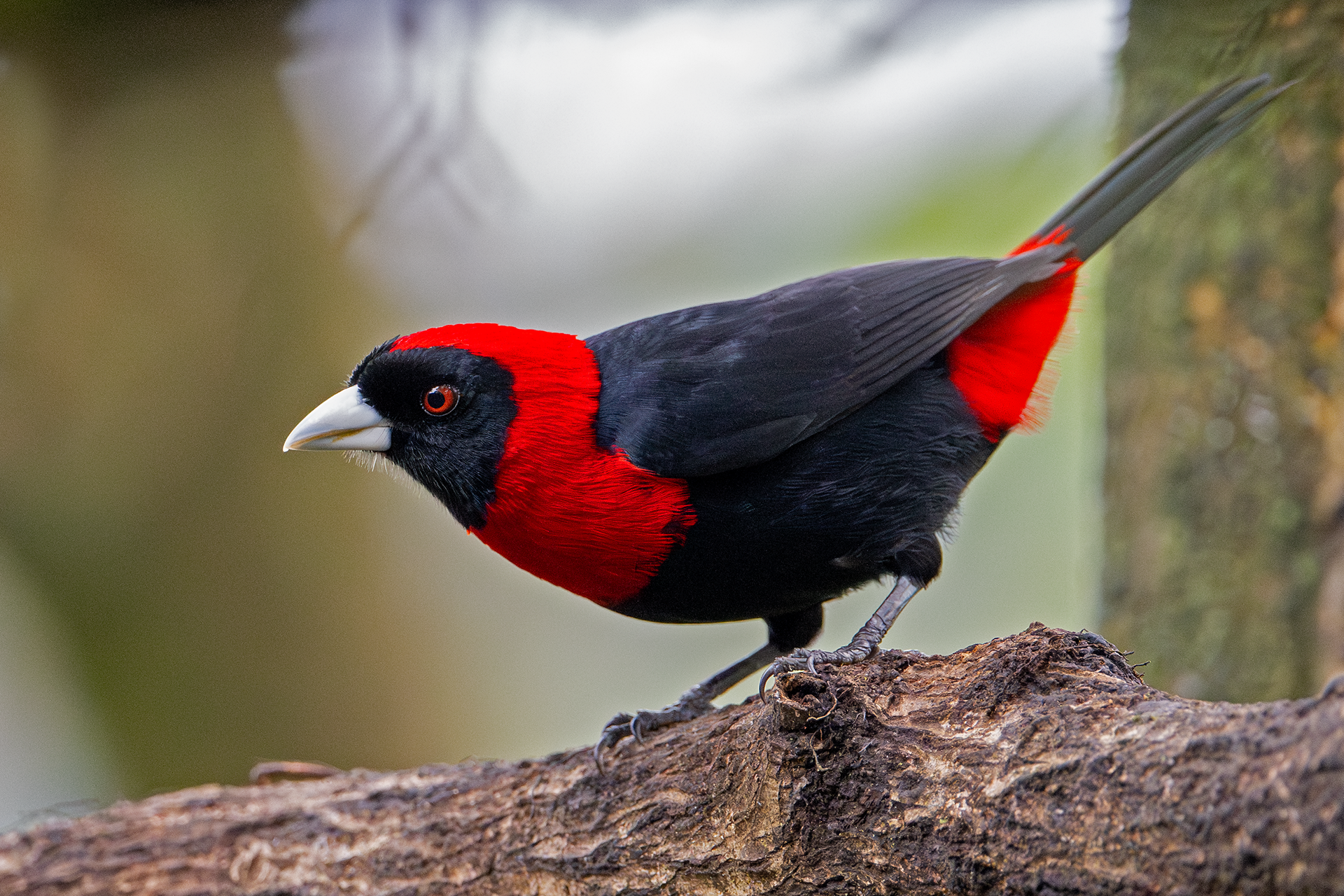 Crimson-collared Tanager at Mirador Cinchona Restaurant in Alajuela, Costa Rica
